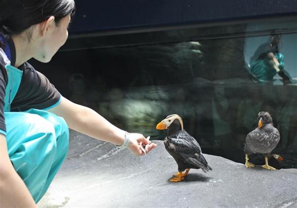 フォトギャラリー】絶滅危惧種の海鳥・エトピリカが仲間入り 海遊館