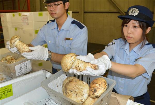 カナダ産マツタケの輸入がピーク 今年は豊作で２割安 関空 - 産経ニュース