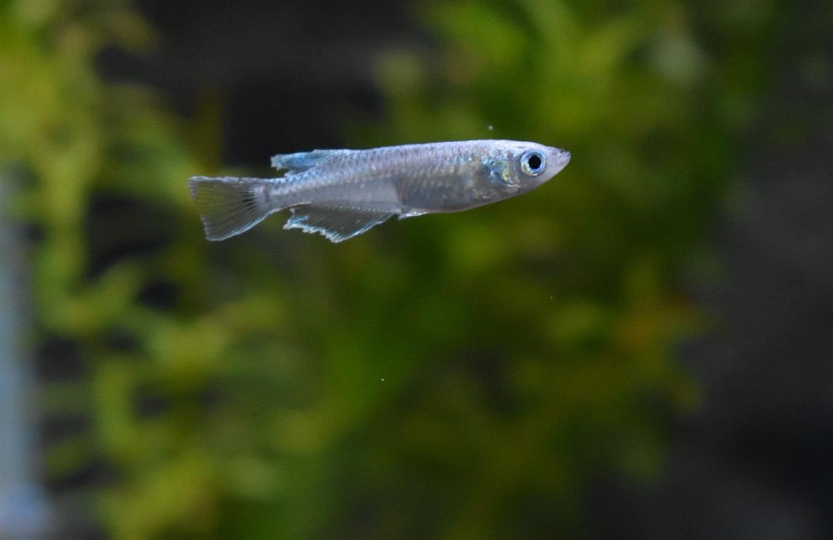 温泉に誕生したメダカ水族館の多彩なラインナップ 1 2ページ 産経ニュース