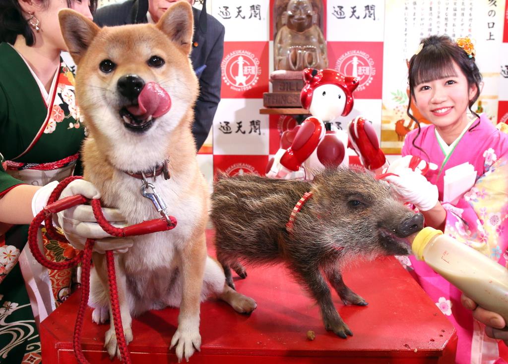 動画 イヌからイノシシへ 通天閣でえとの引き継ぎ式 イザ