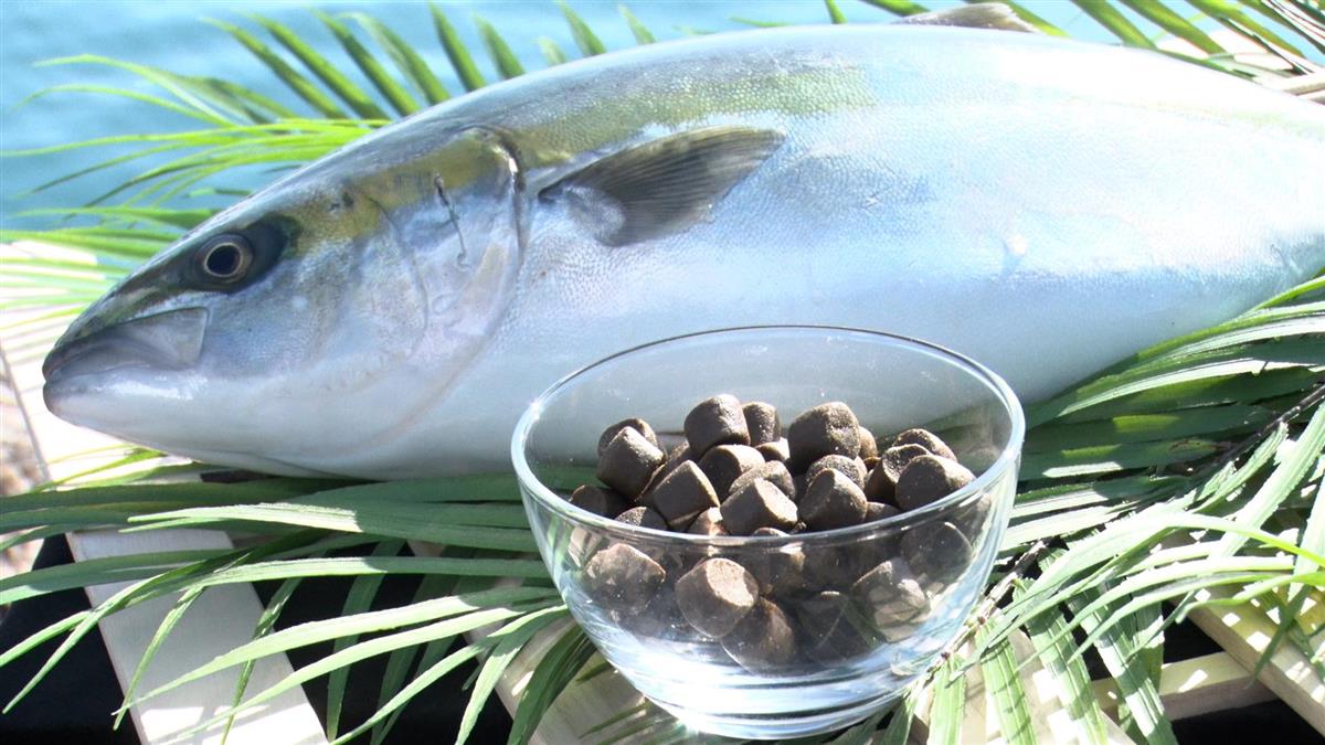 くら寿司 日本初のオーガニック魚認証を取得 産経ニュース