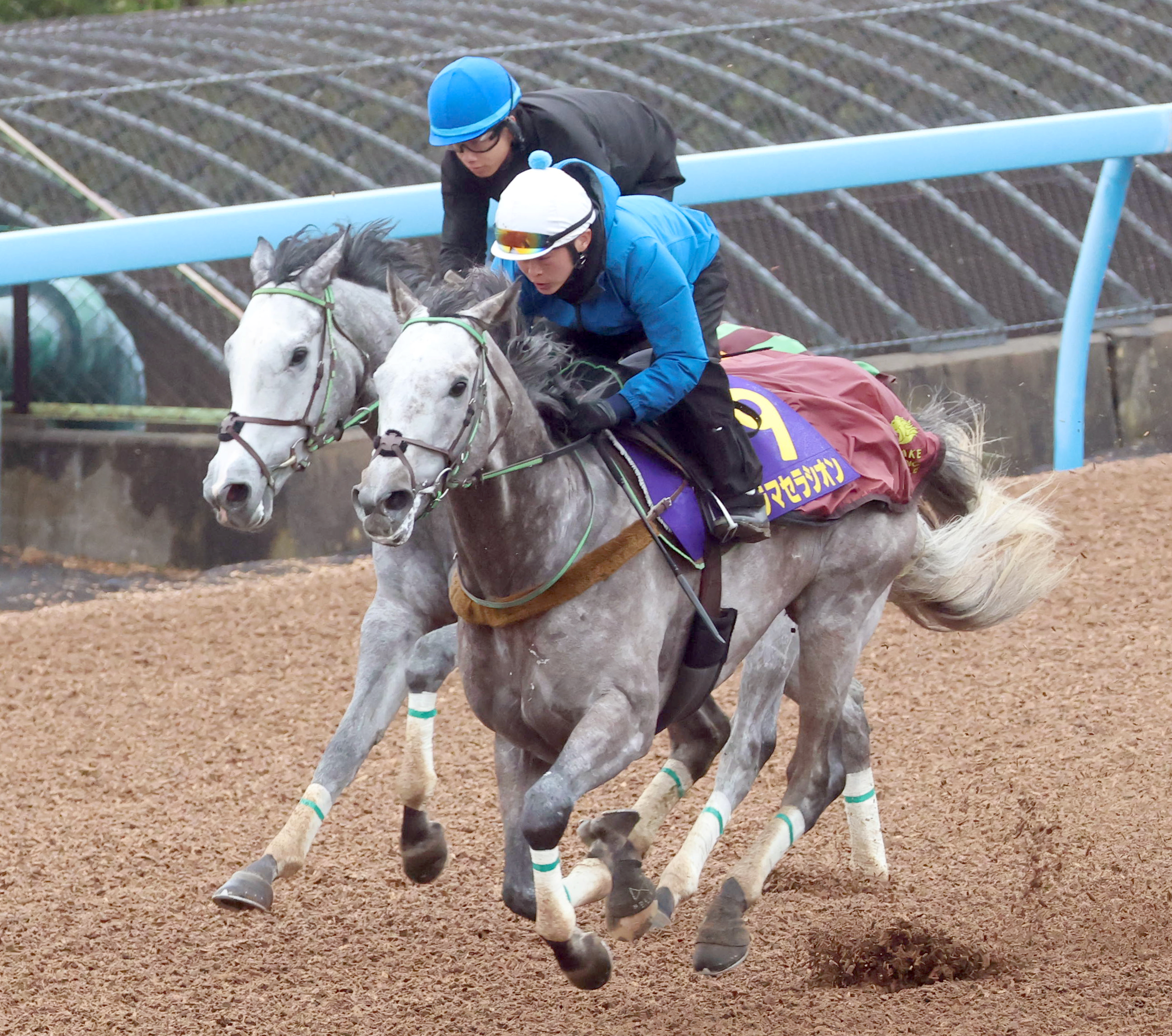 高松宮記念 1週前追い切り】ララマセラシオンは丸田恭介騎手を背にW