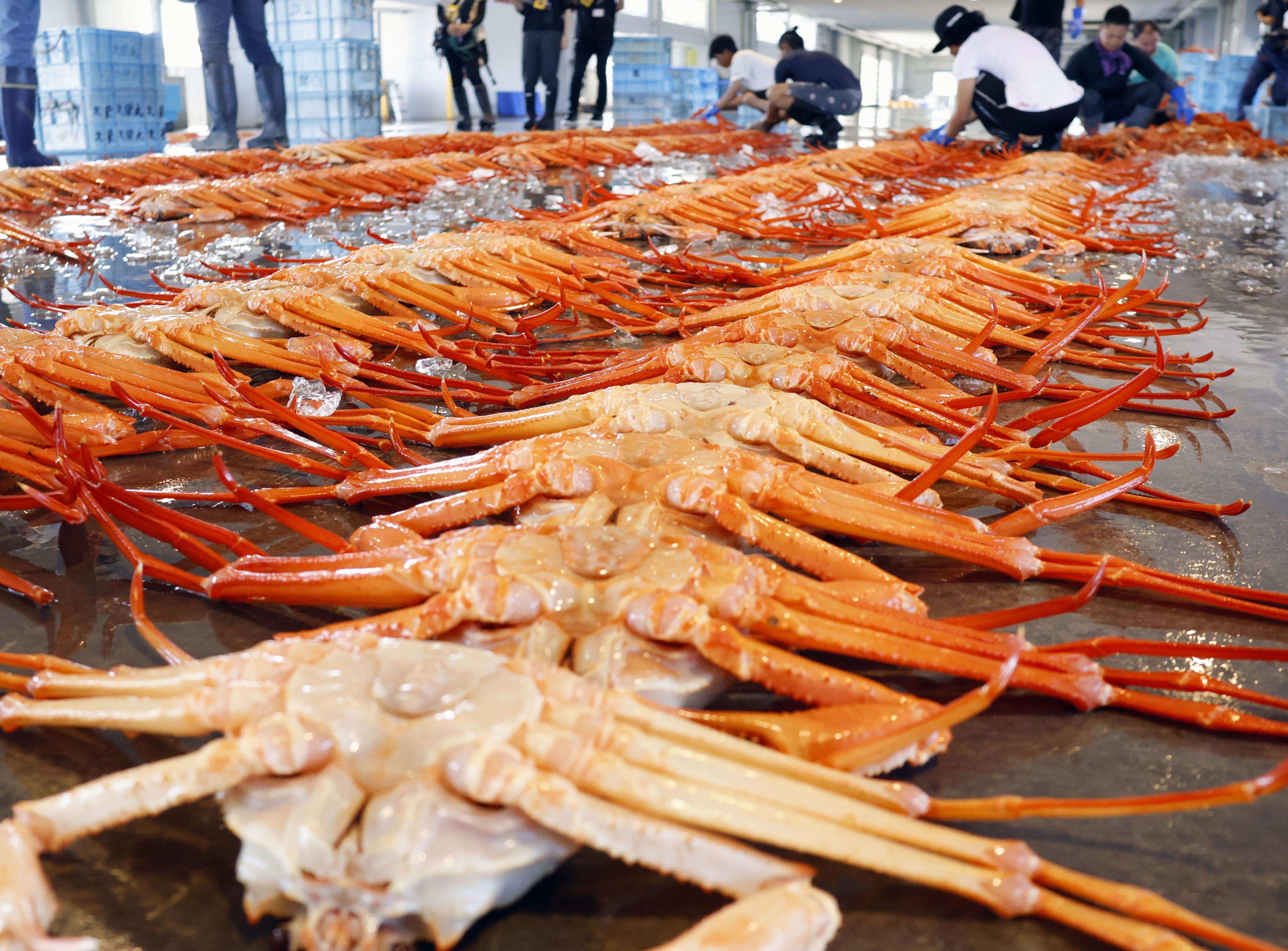 ベニズワイガニ初水揚げ 富山・新湊漁港で例年並み、地震影響懸念も