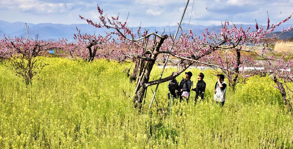 春色の競演 山梨で桃と菜の花満開 産経ニュース