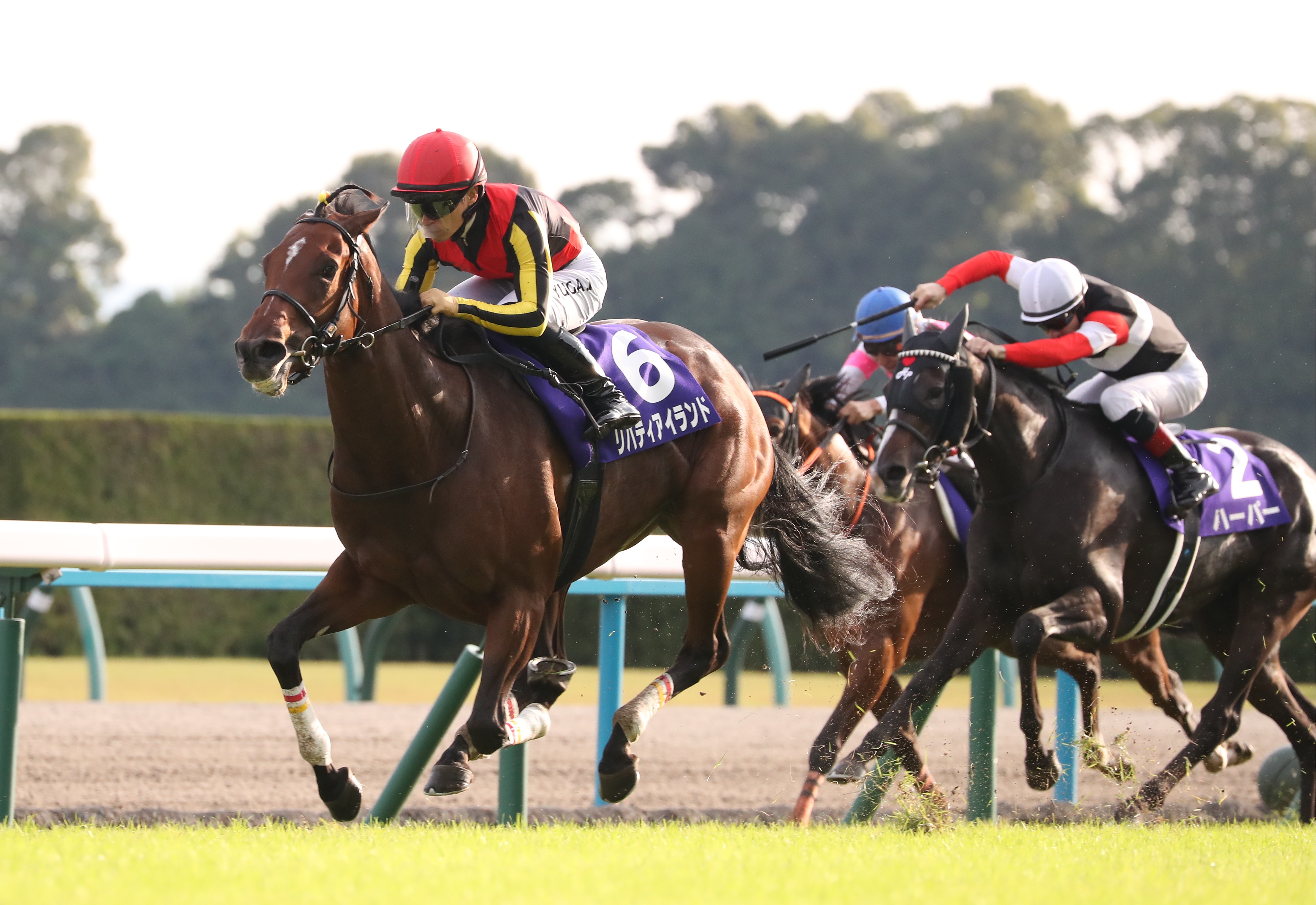 香港馬名・千社札・ストラップ・コンプリート・ＪＲＡ・競馬場・ターフィー 香港馬名 千社札ストラップ【1個】 | カテゴリー一覧,雑貨