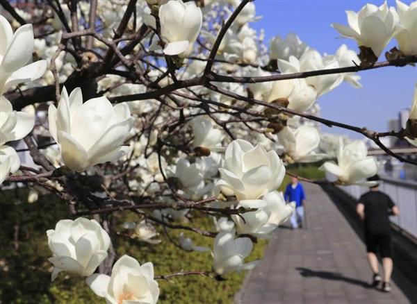 浪速風 ハクモクレン コブシ そして桜で春が咲く ３月２２日 産経ニュース