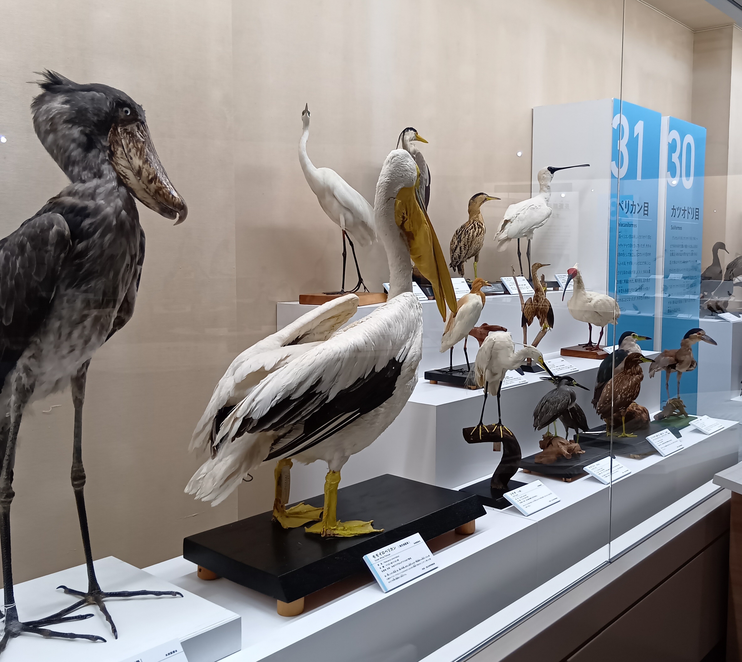 400点を超える鳥の標本、最新研究に基づく解説 大阪市立自然史博物館で