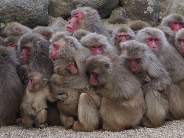 動画あり 人間社会と酷似 サル団子 優位なオスほど内側に 産経ニュース