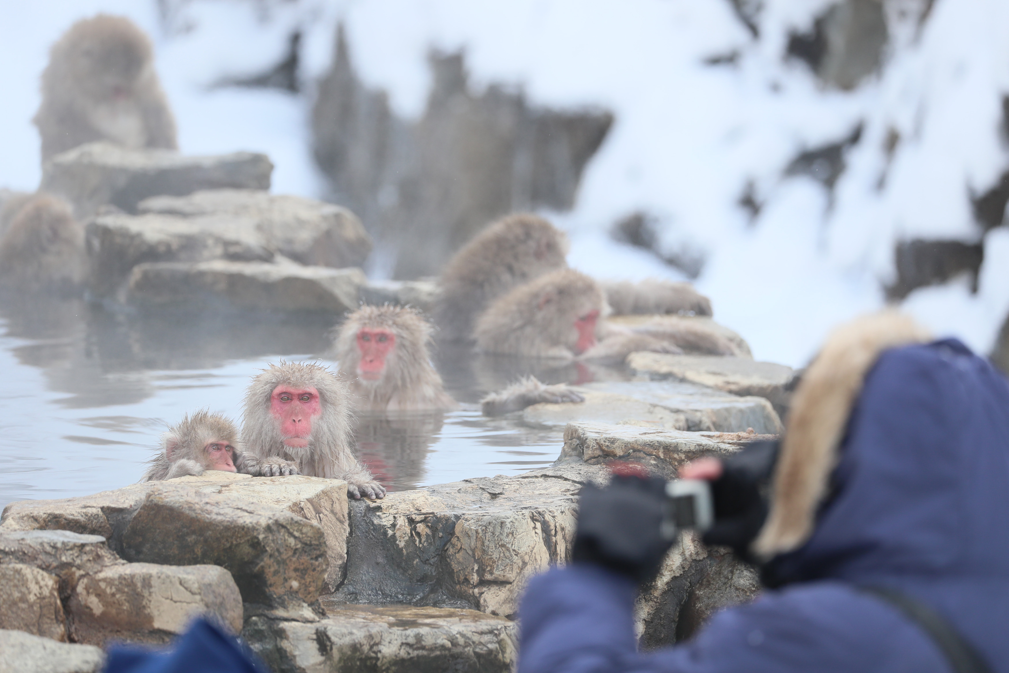 動画】【フォト＆動画】観光客「うらやましい」 ニホンザルが雪見風呂