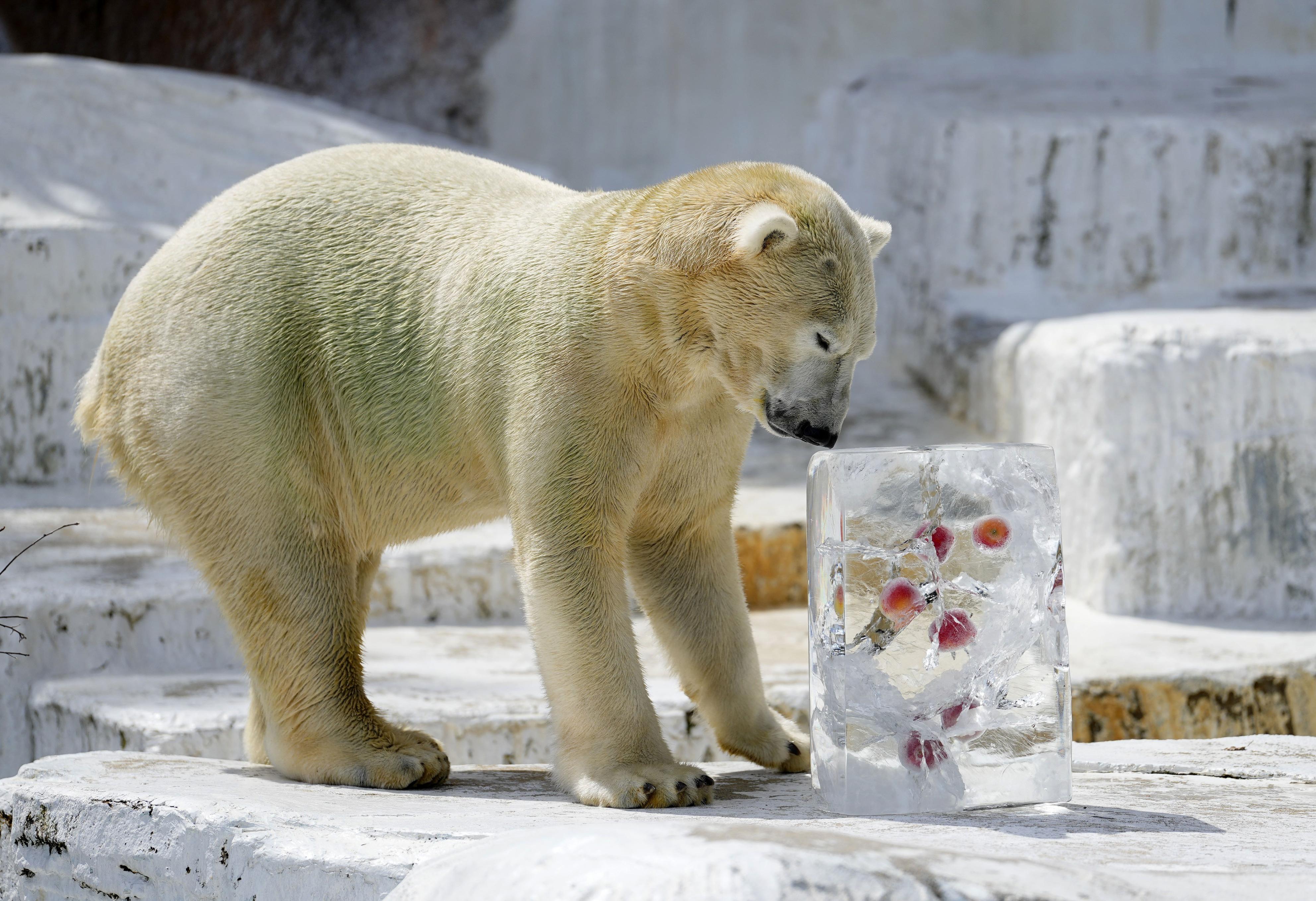 ホッキョクグマ「ホウちゃん」に氷のプレゼント 大阪・天王寺動物園