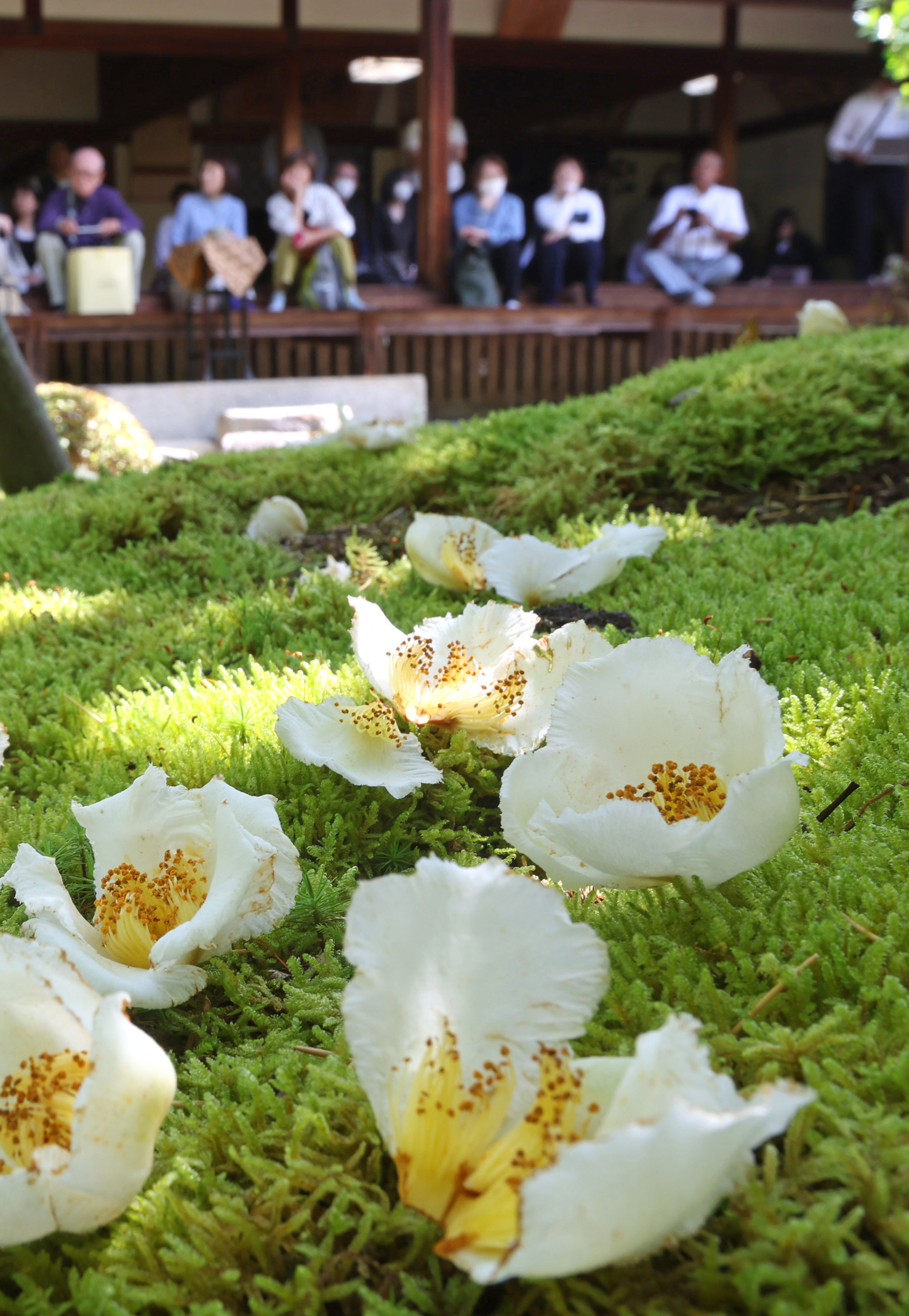 儚き沙羅双樹の白い花咲き誇る 京都・東林院で見頃 特別公開、23日まで