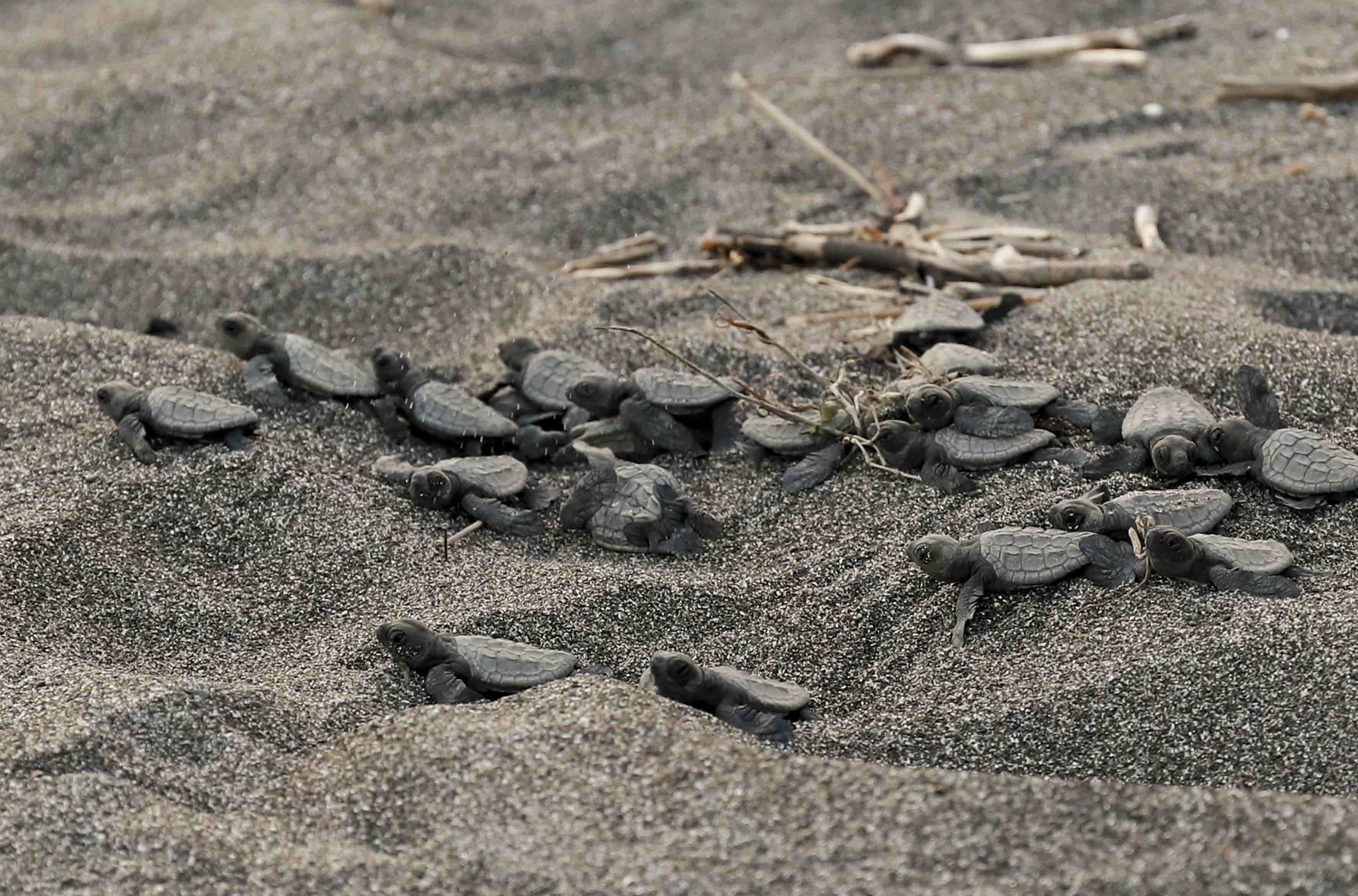 アカウミガメの子ガメ２５匹を太平洋に放流 鴨川シーワールド 産経ニュース