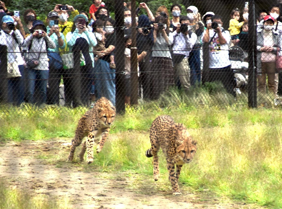 チーターラン公開 迫力ある姿を披露 千葉市動物公園 産経ニュース