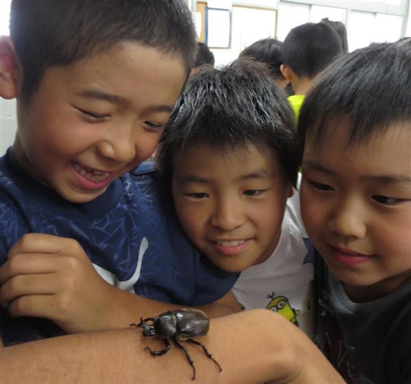 かわいい カブトムシが次々成虫に 地域住民寄贈の幼虫７０匹 大阪市立港晴小 産経ニュース