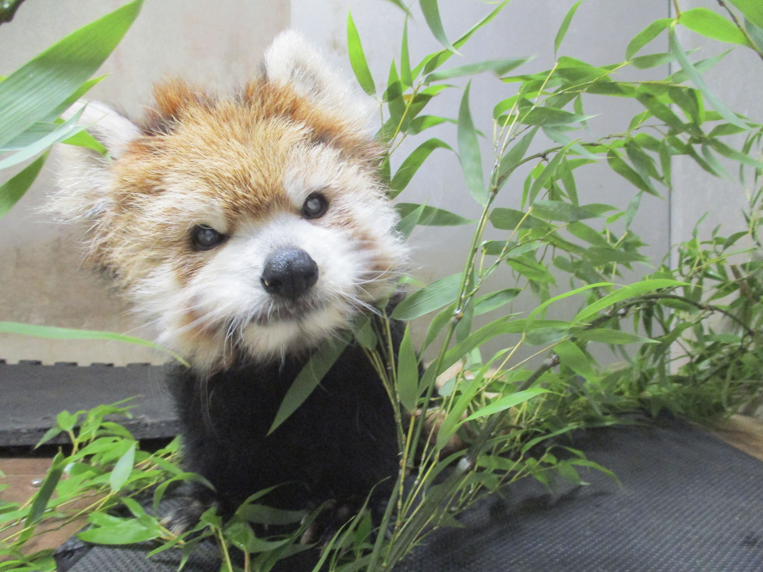 国内最高齢レッサーパンダ「花花」死ぬ 多摩動物公園、23歳 - サンスポ