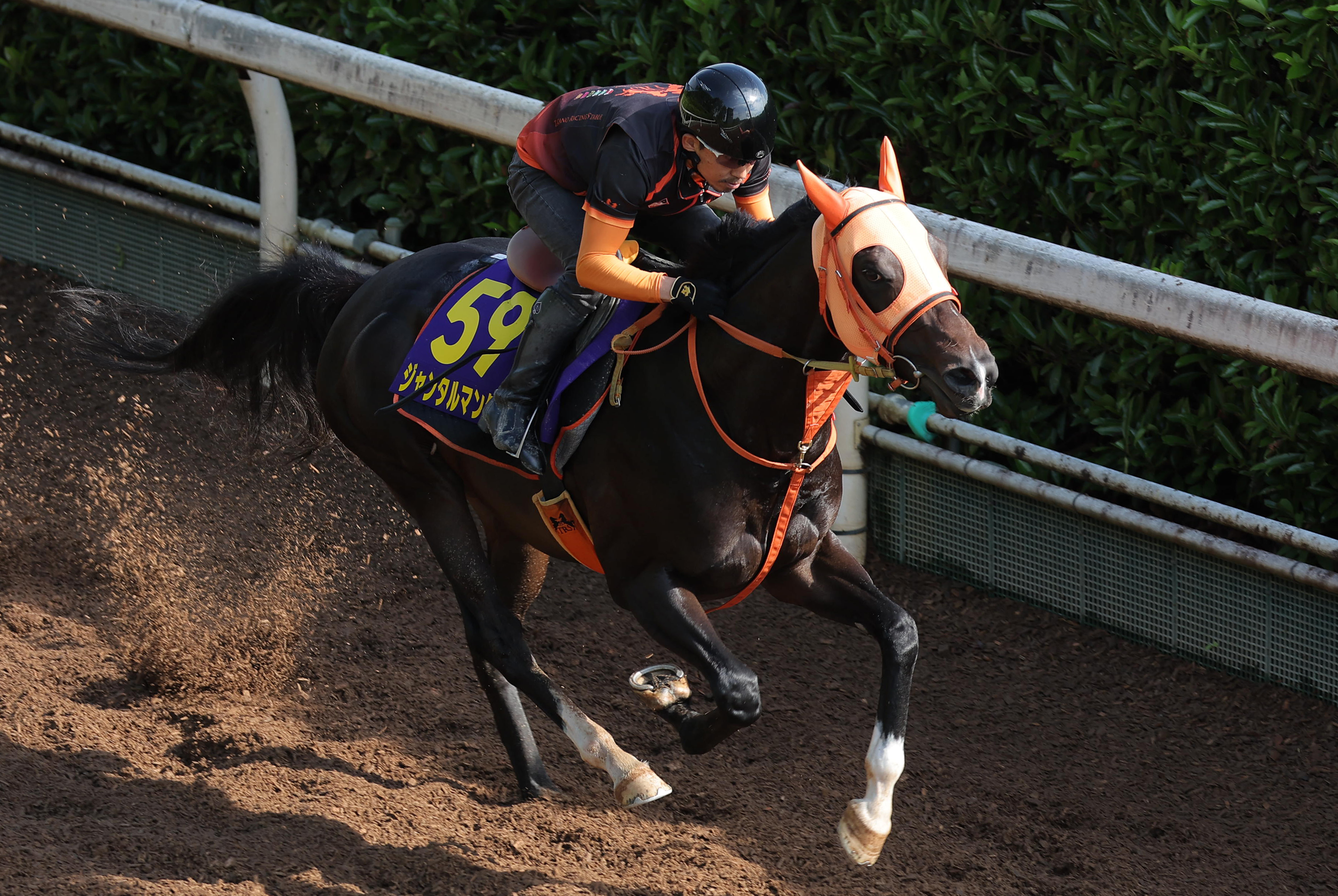 ジャンタルマンタル｜名馬メモリアル｜競馬情報ならJRA-VAN