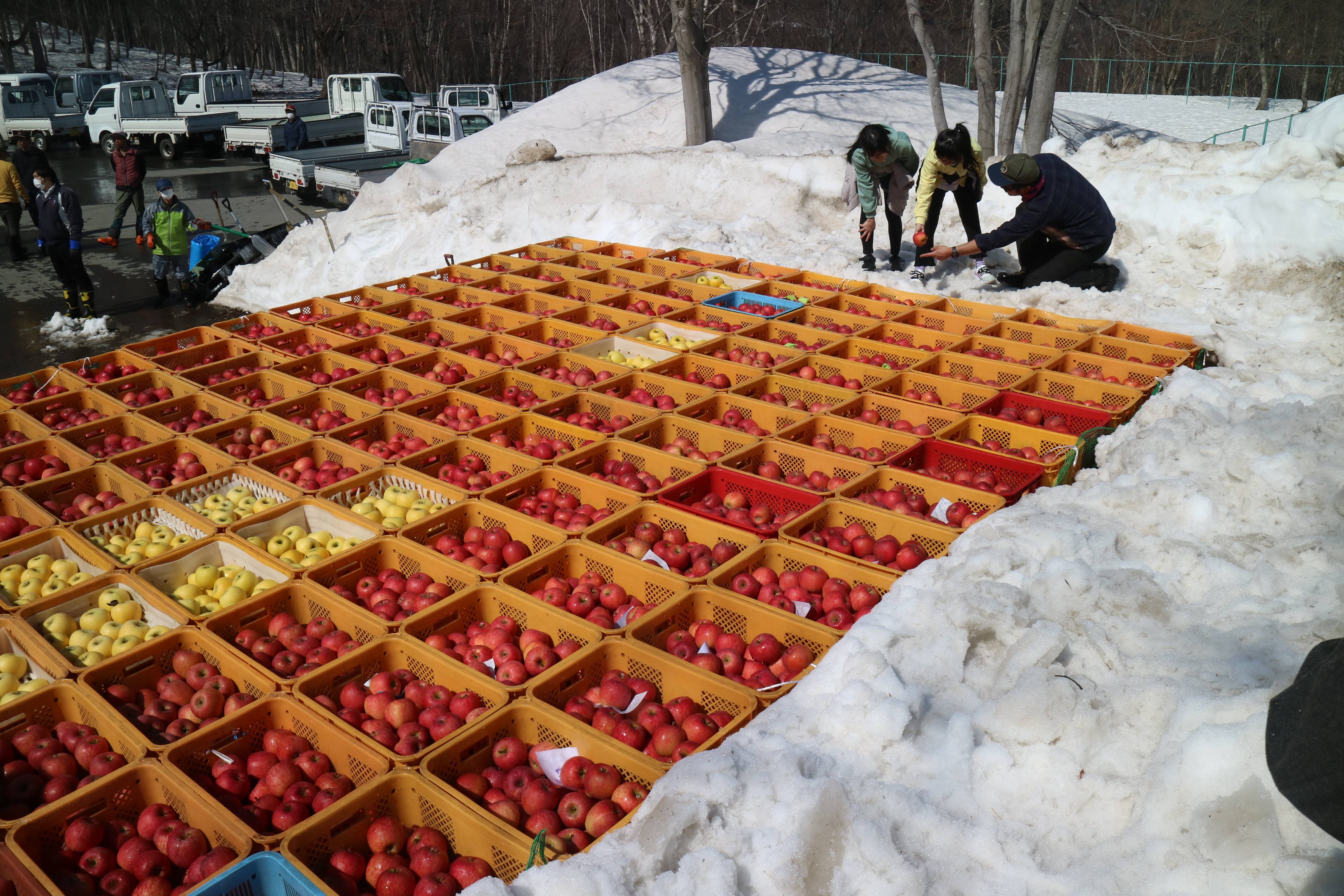 雪林檎ページ 雪中で糖度アップ 山形・朝日町のブランド「雪りんご」 - 産経ニュース