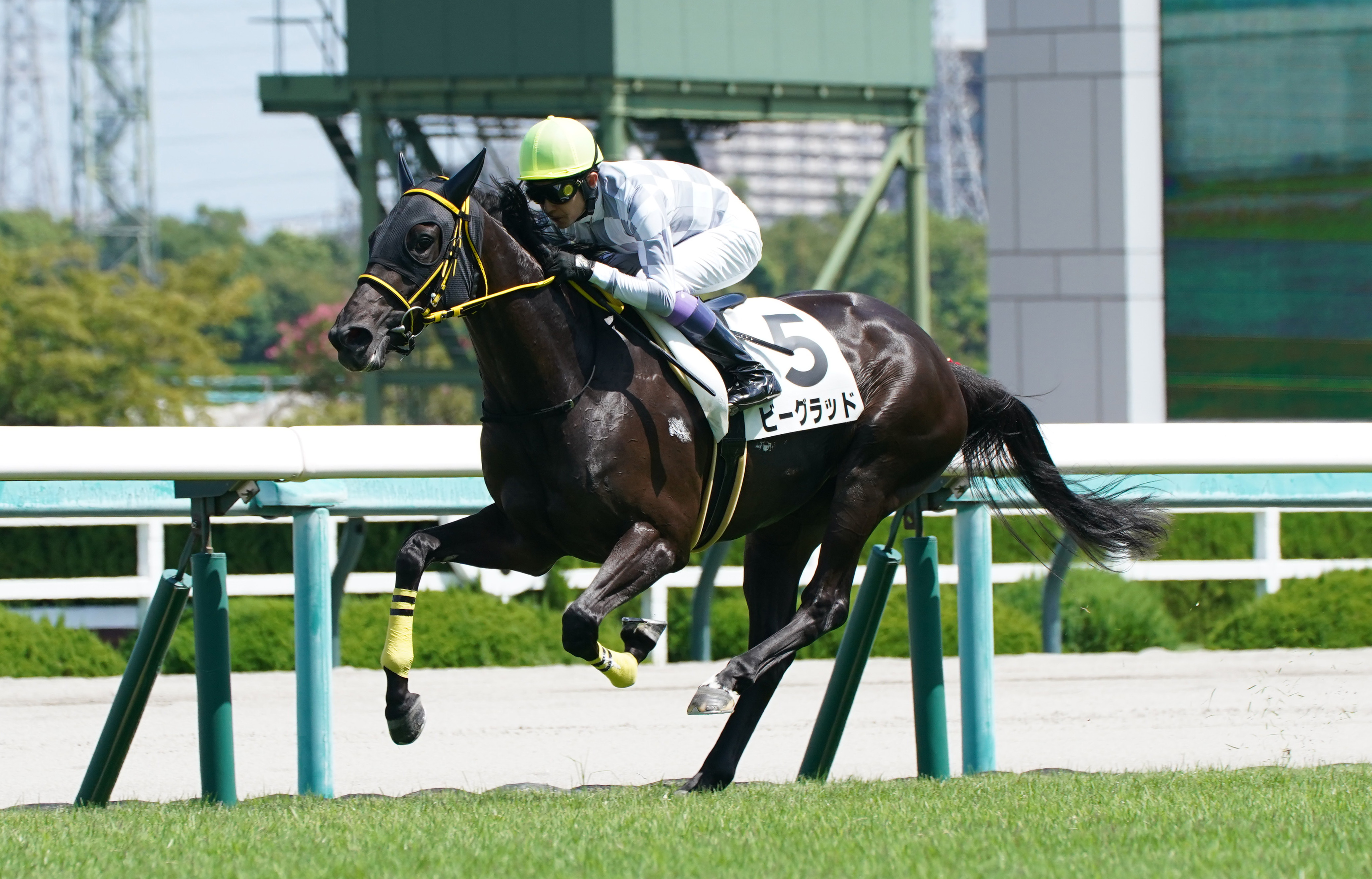 【２歳新馬・阪神４Ｒ】ビーグラッドが人気に応えてデビュー勝ち ...