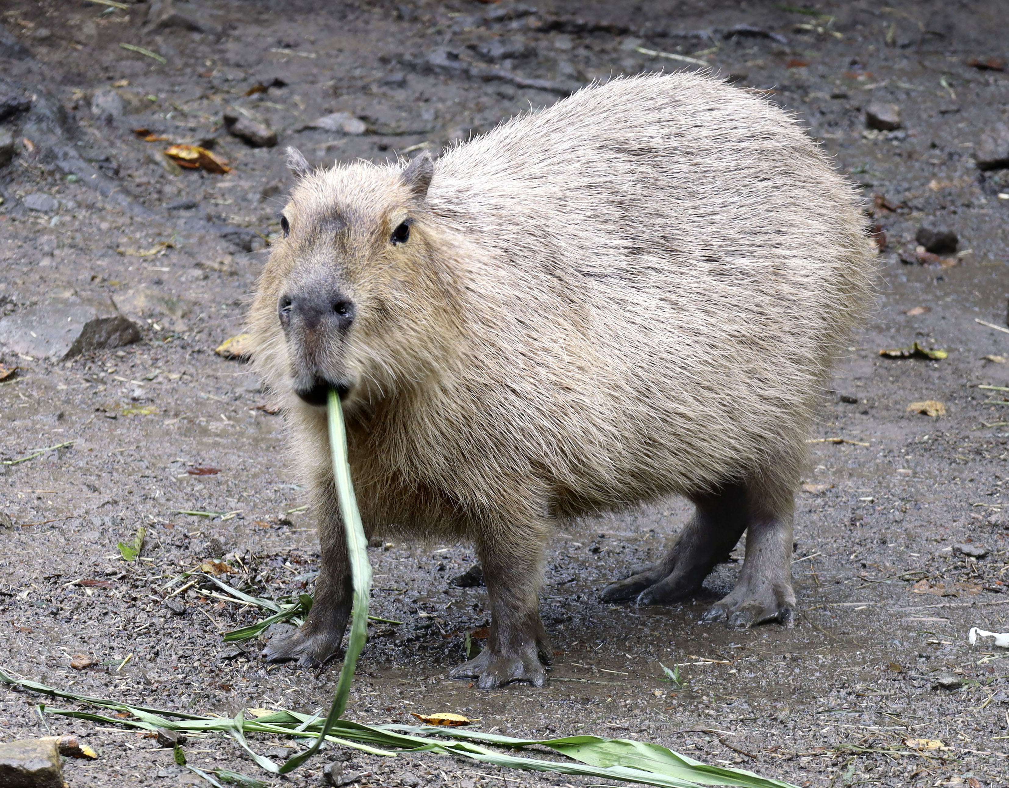 カピバラ カピバラにかまれ2児けが 群馬サファリパーク - サンスポ