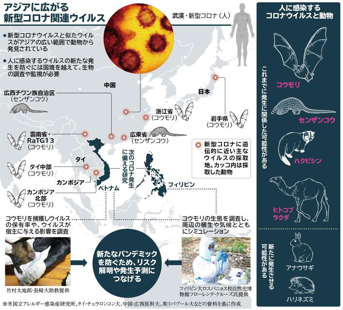 コロナ ウイルス コウモリ