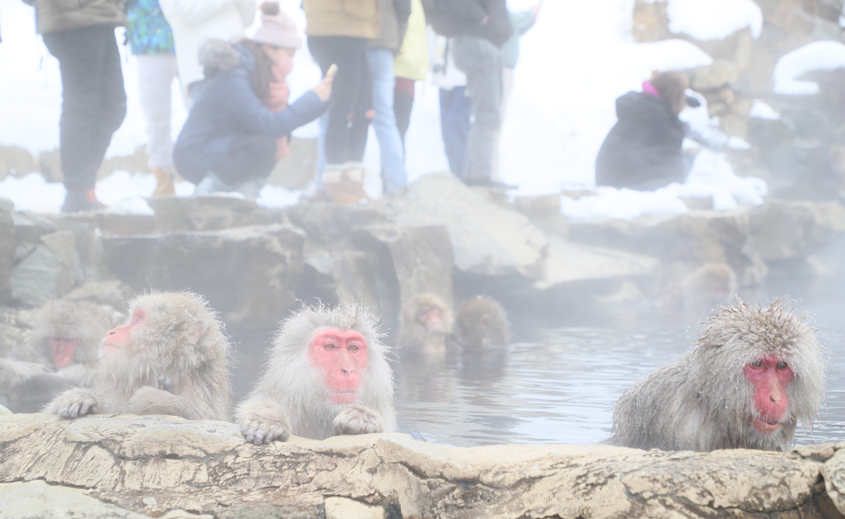 動画】【フォト＆動画】観光客「うらやましい」 ニホンザルが雪見風呂