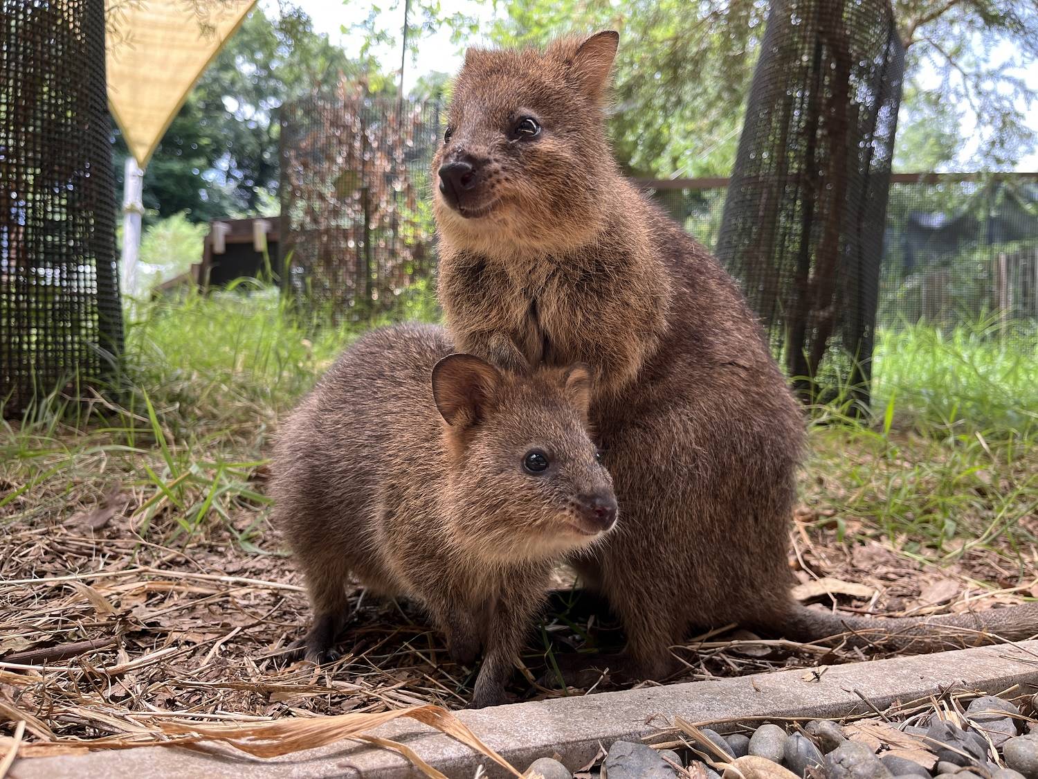 クオッカの屋内展示室整備へ 埼玉県こども動物自然公園が寄付金募集