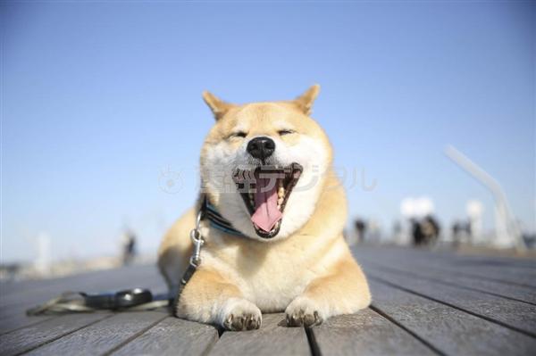 写真集チラ見せ フォロワー２４０万人 世界一有名な柴犬 まる のまん丸顔に癒やされて 柴犬まるさんぽ 1 3ページ 産経ニュース