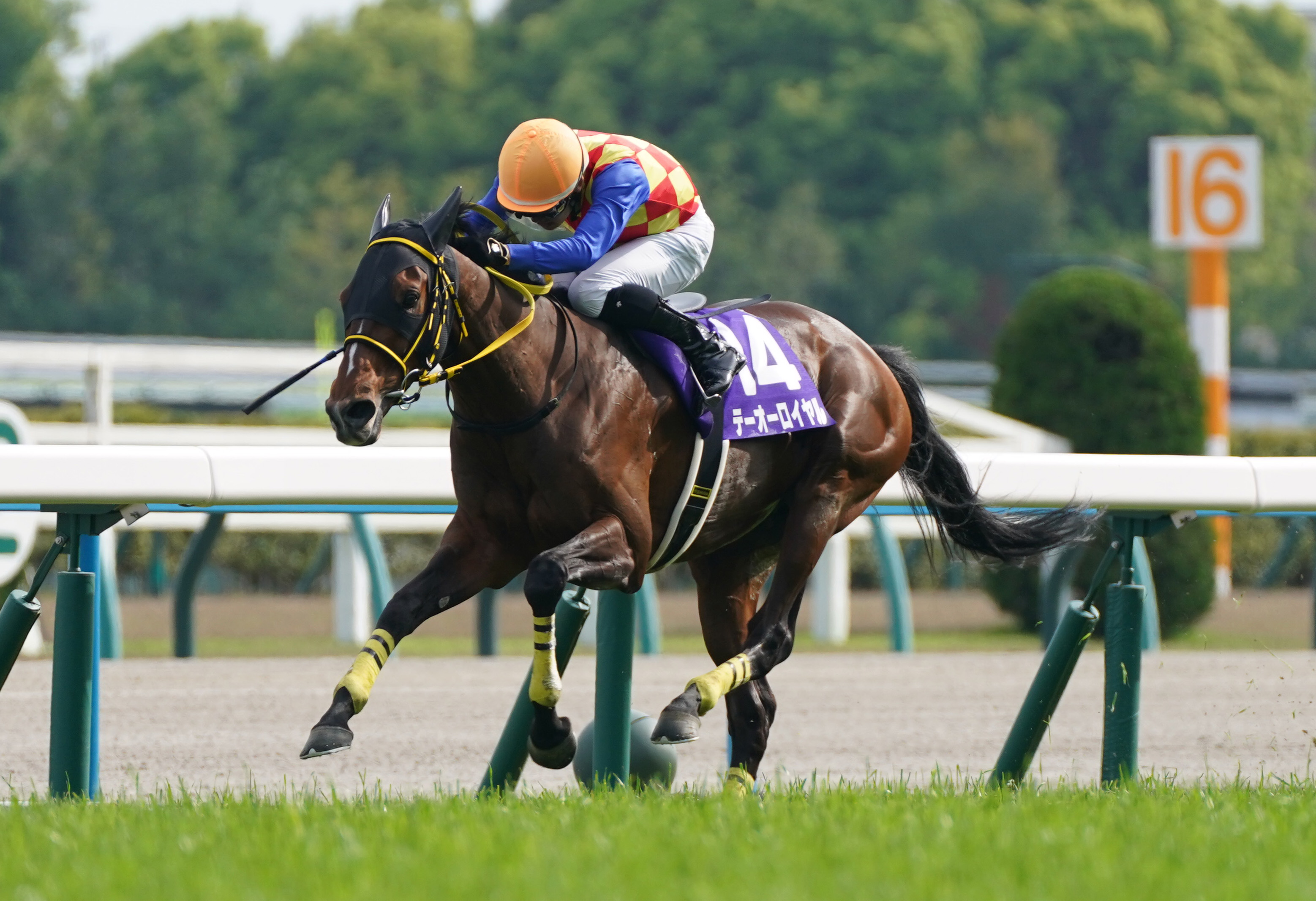 へデントール　メイクデビュー東京　現地単勝馬券　天皇賞・春制覇 ダイワオーシュウ 98年天皇賞・春 現地ハズレ単勝馬券 競馬ニュース