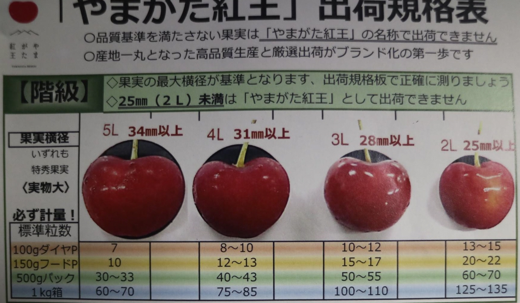 大玉品種の次世代サクランボ「やまがた紅王」 市場デビュー