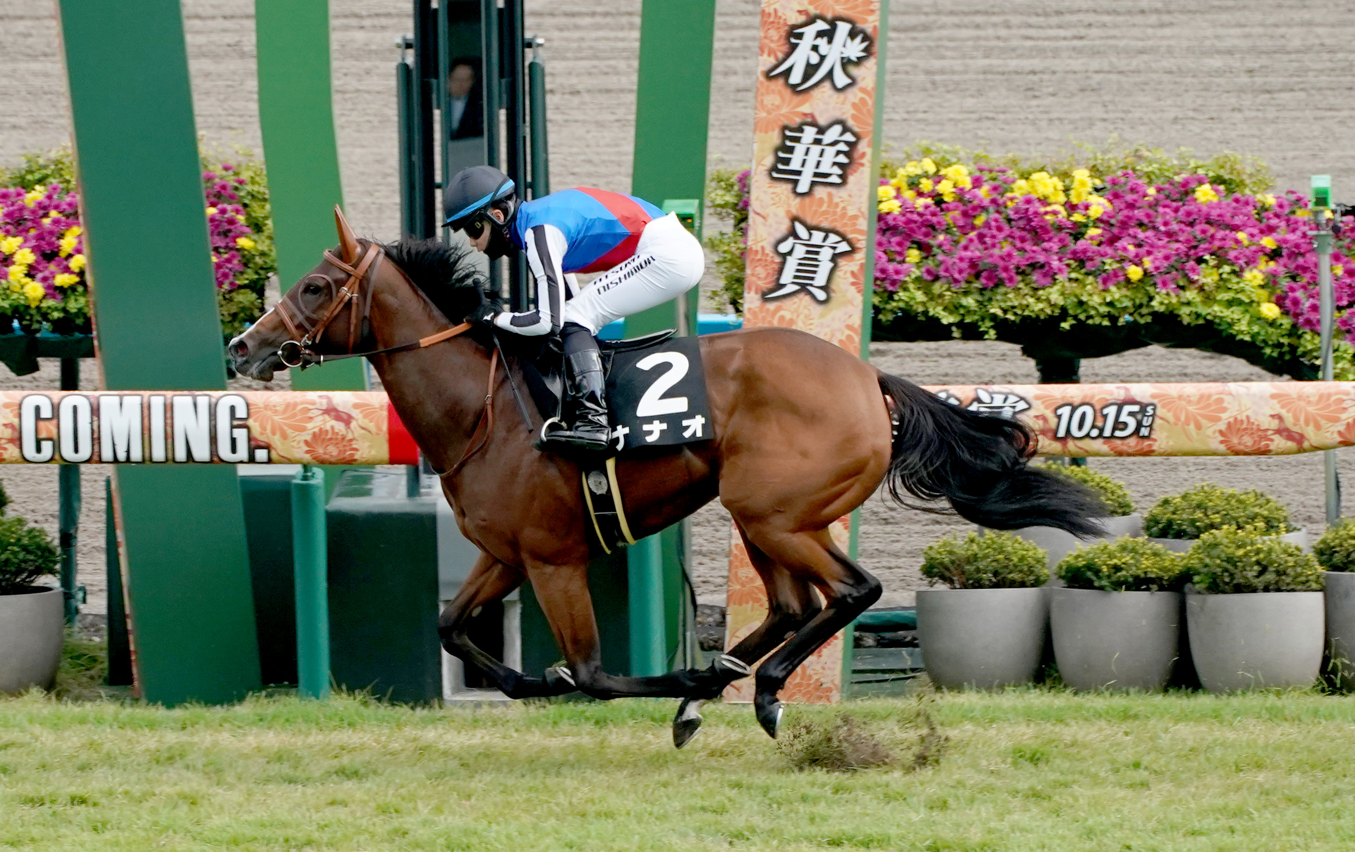 【２歳次走報】もみじＳ勝ち馬ナナオは阪神ＪＦへ直行