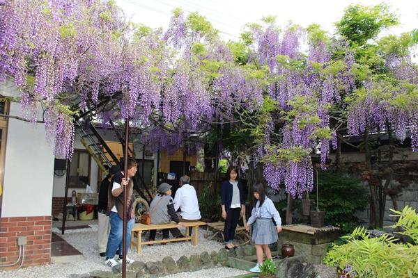 信達宿の野田藤 甘く香るフジ棚 産経ニュース