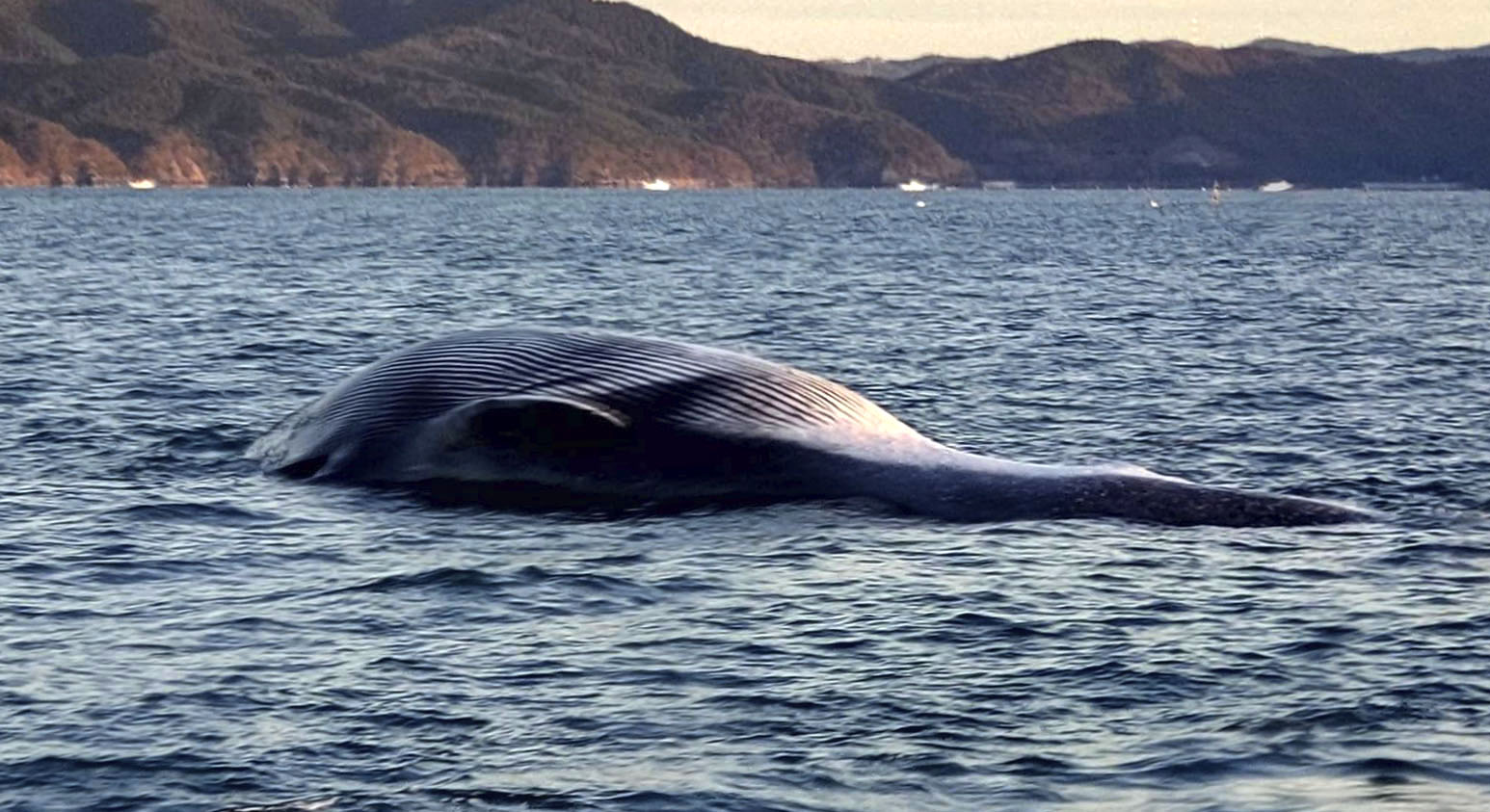 宮城、沖合にクジラ死骸 定置網にかかる - 産経ニュース