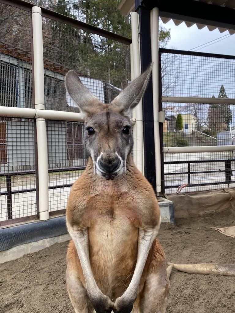 長野県 須坂市動物園 飼育員日誌 アカカンガルーの リュウ 今年の 顔 として任務たくさん 産経ニュース