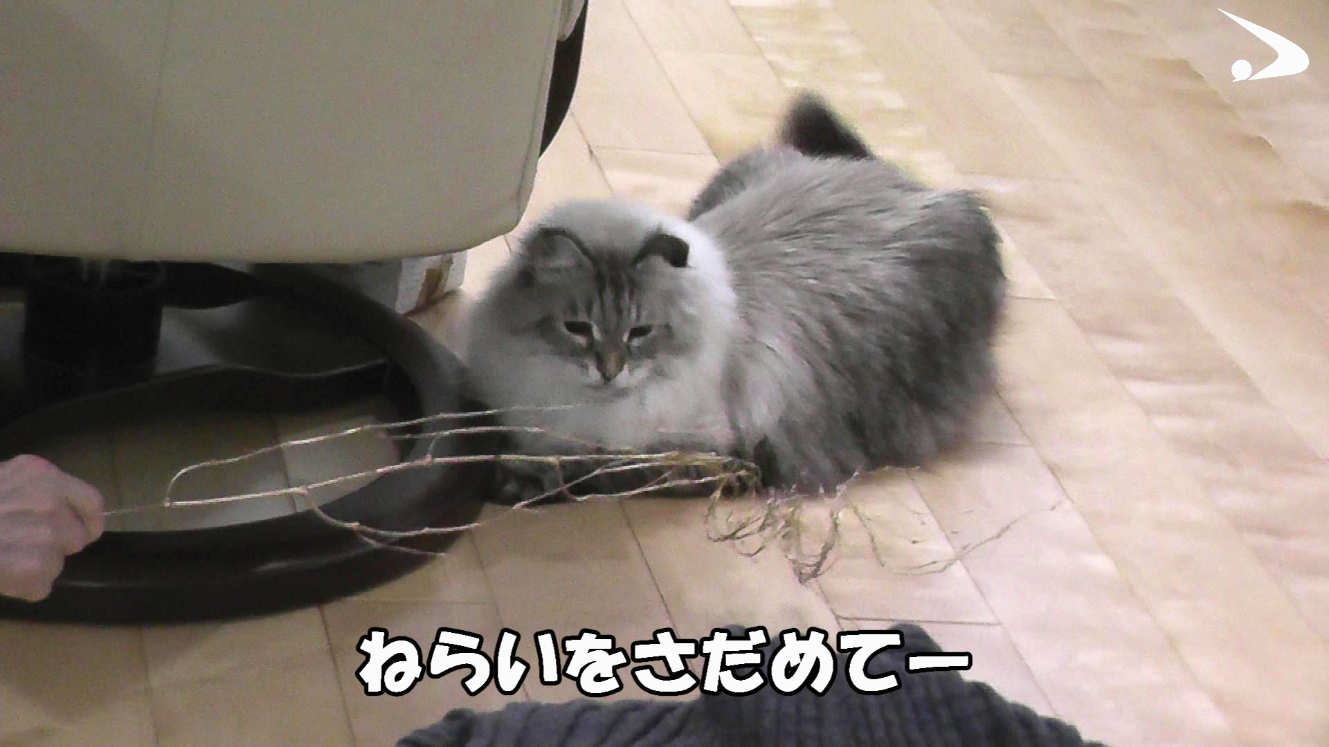 「猫に罪なし」 プーチン氏贈呈「ミール」の動画公開 秋田 - 産経