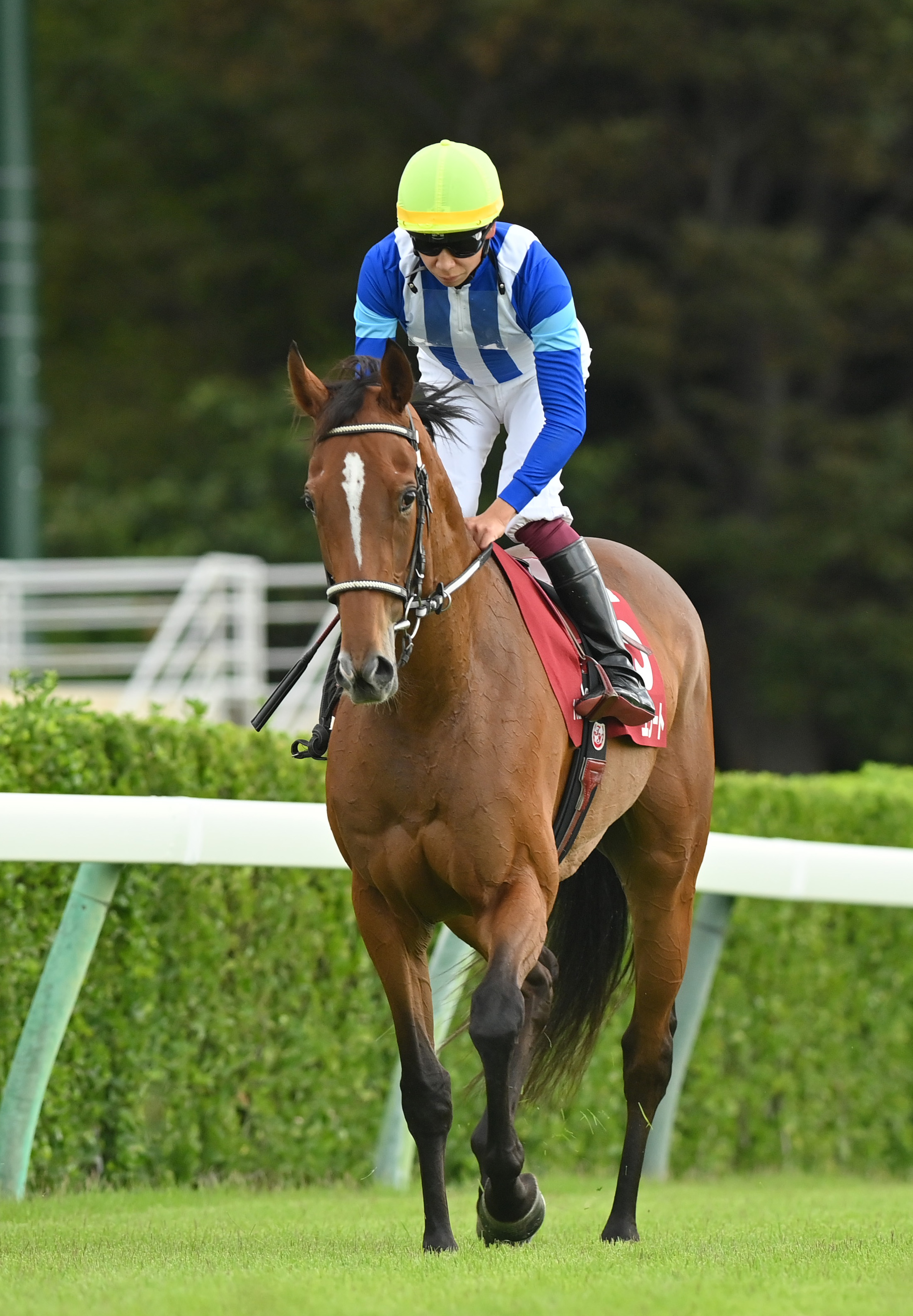 産経賞オールカマー】レースを終えて…関係者談話 - サンスポZBAT!