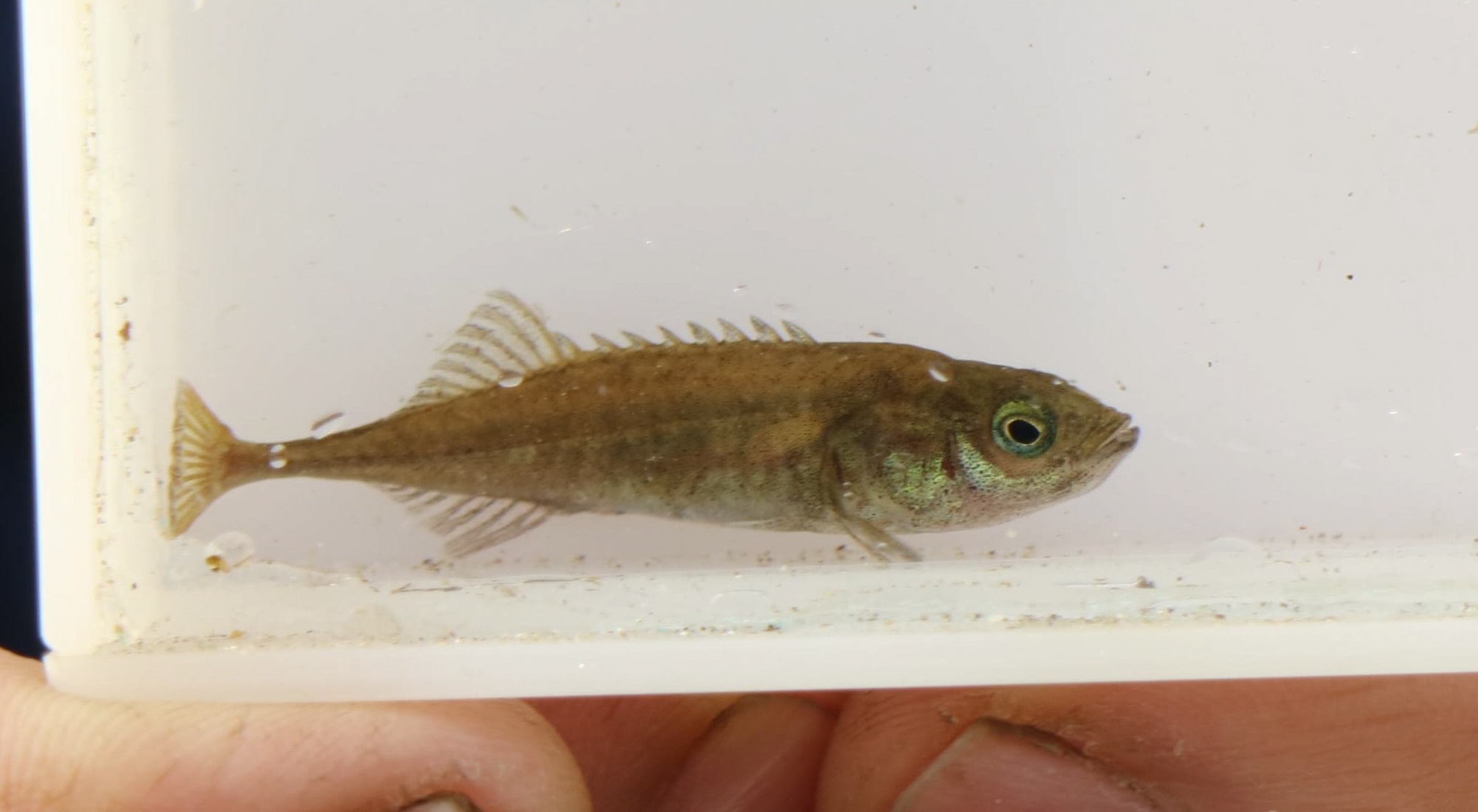 生きた化石 イバラトミヨの生息環境を守り続ける 山形県の東根 天童 1 2ページ イザ