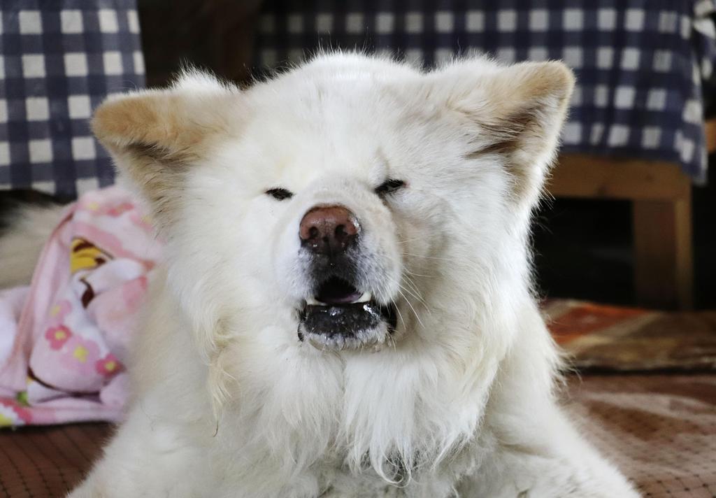 ブサカワ人気 わさお 死ぬ 青森 鰺ケ沢の秋田犬 産経ニュース