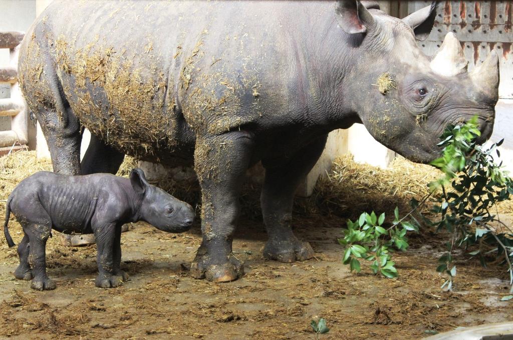 ヒガシクロサイの赤ちゃん誕生 愛媛 とべ動物園 産経ニュース