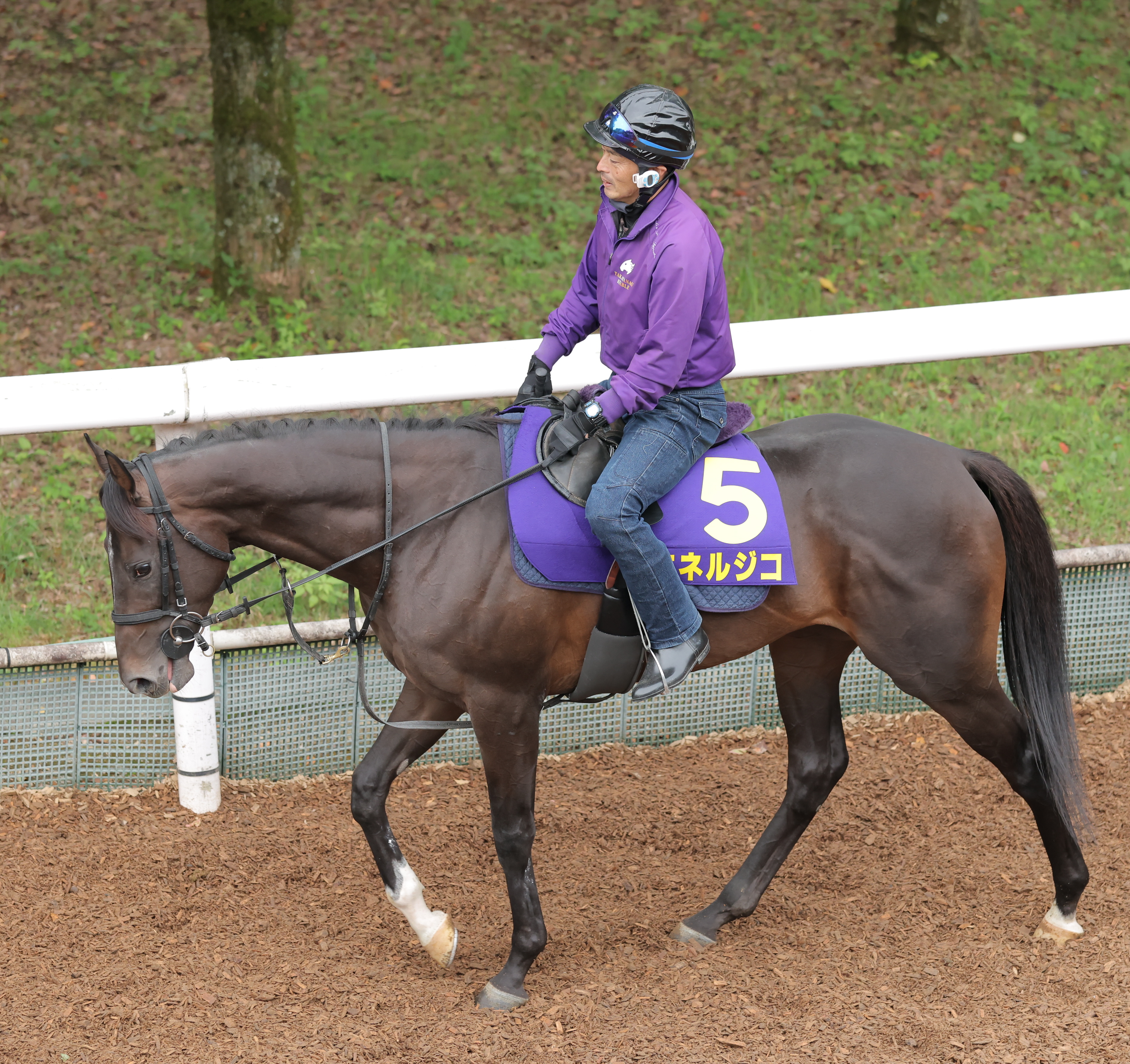 競馬の菊花賞前日オッズ エネルジコ3・9倍で1番人気 - 産経ニュース