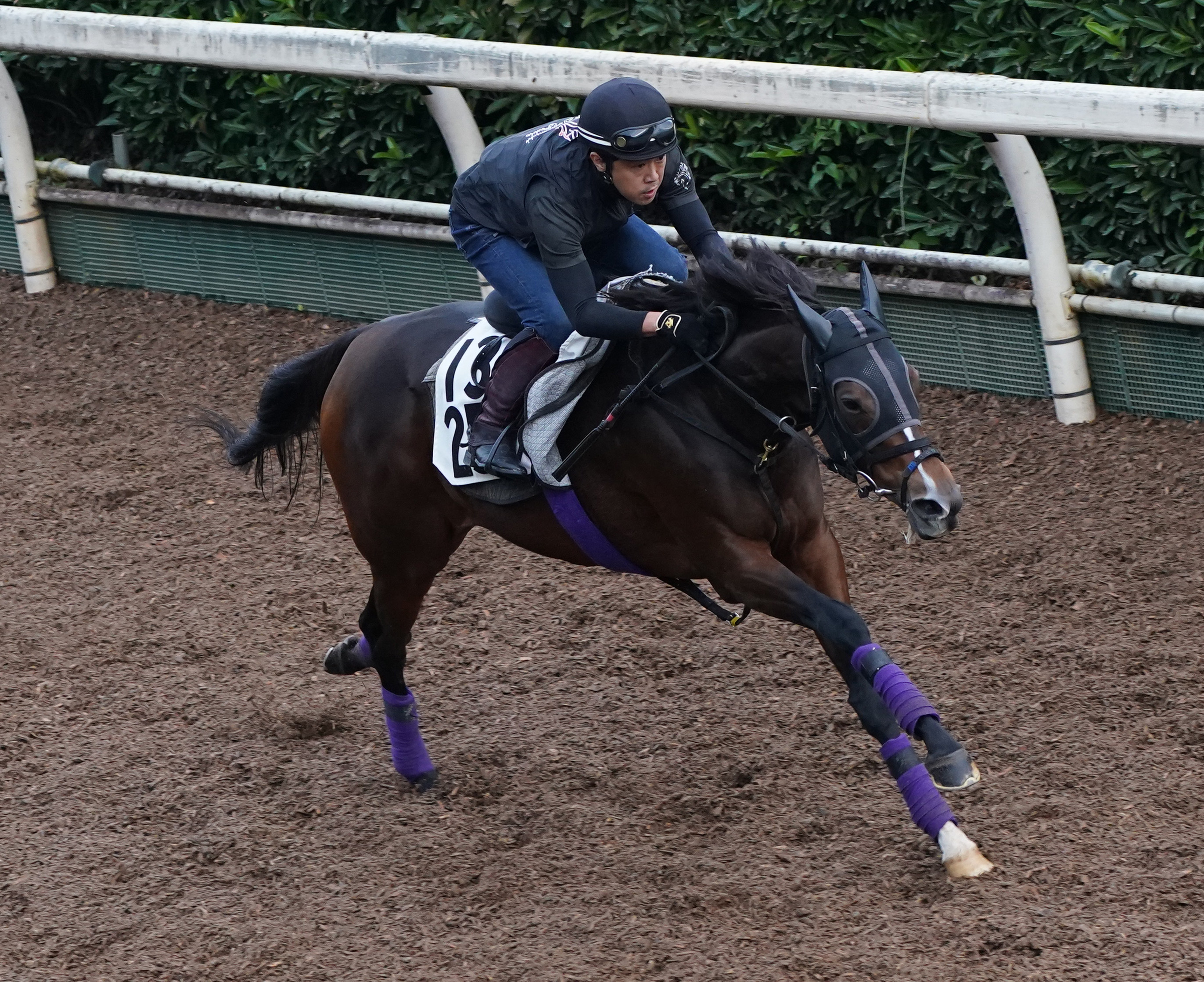 【府中牝馬Ｓ】ディヴィーナは坂路単走追いで４ハロン５２秒６ 重 ...