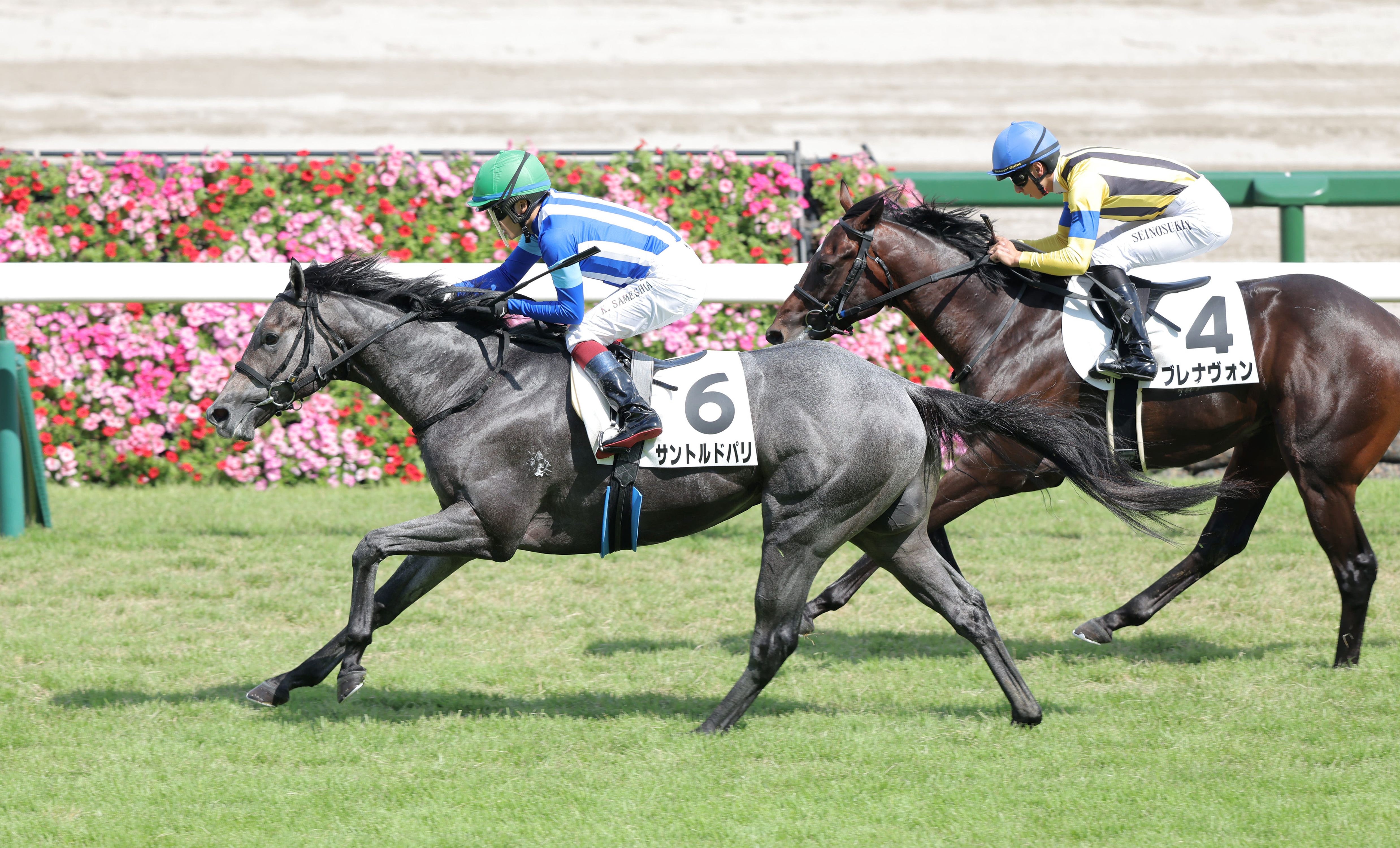 2歳次走報】黄菊賞8着サントルドパリは若竹賞を検討 - サンスポZBAT!