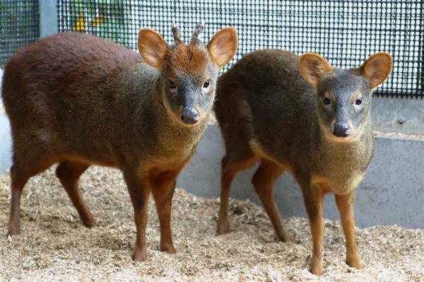 世界最小の鹿、日本初お目見え 埼玉県こども動物自然公園、大きさは柴犬程度（1/2ページ） - 産経ニュース