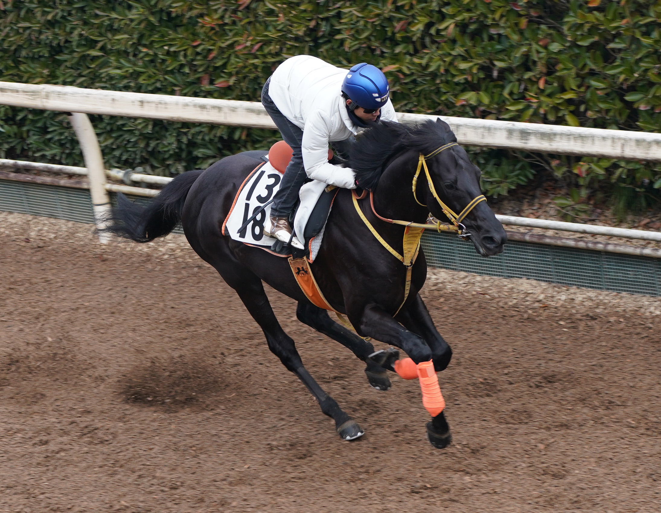 ＪＲＡ中央競馬予想 「自信の１鞍勝負」 - 情報