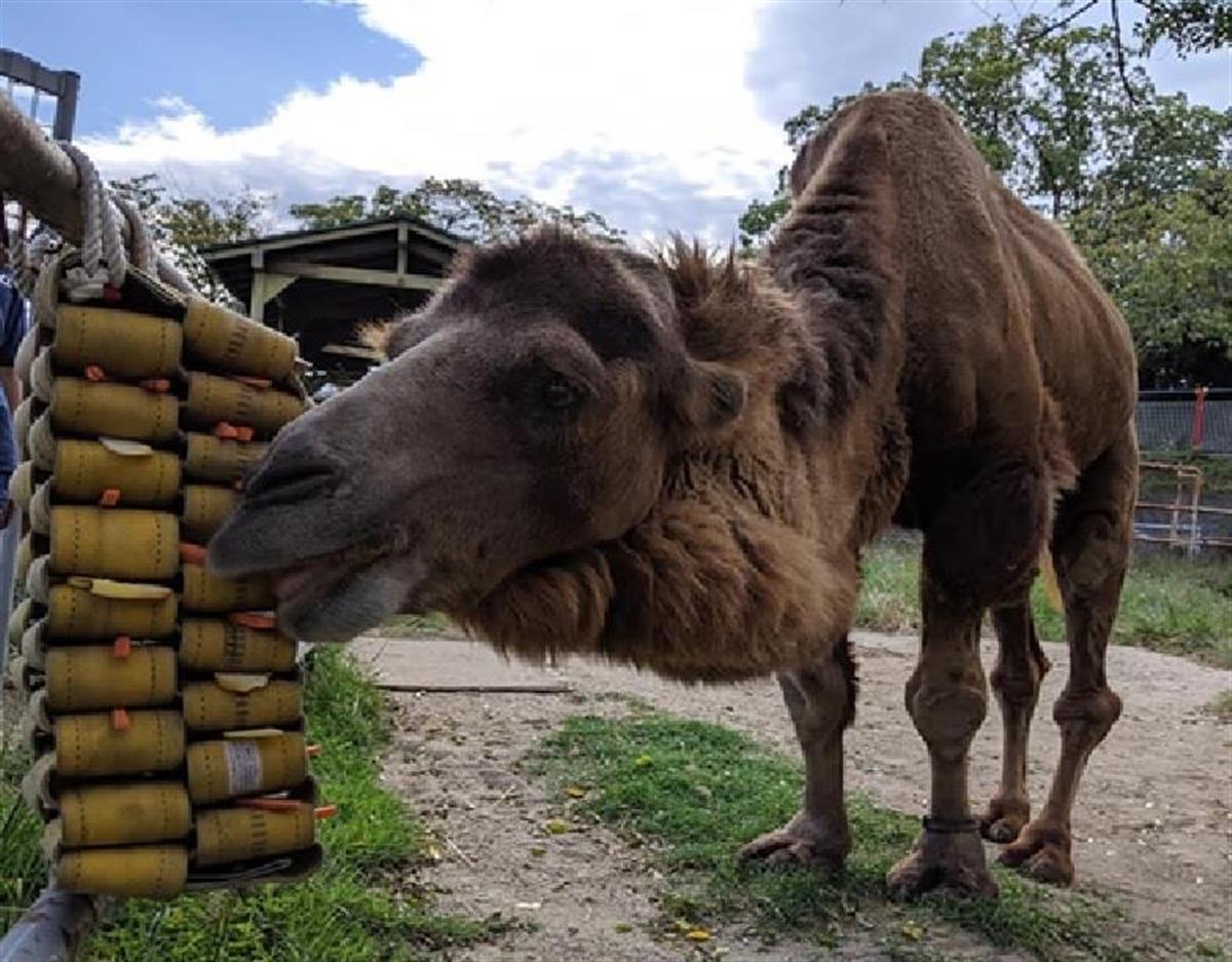 マッキーの動物園日記 ２８歳で長寿ラクダに質の高い老後を提供する飼育 産経ニュース