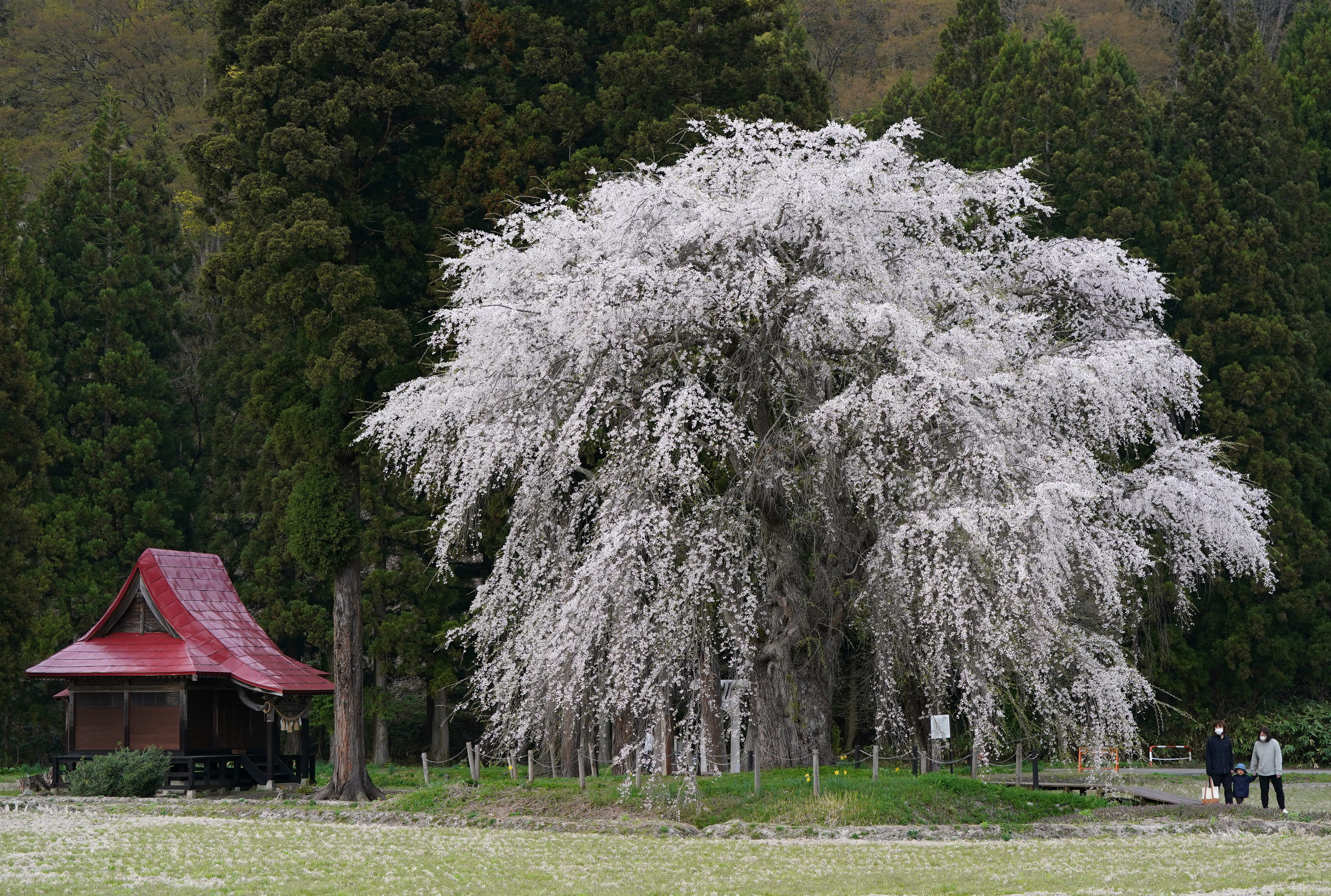 O-18 月と萩とうずら　掛軸　秋の風景 おしら様の枝垂れ桜」見頃に 秋田、ライトアップは20日まで 桜便り