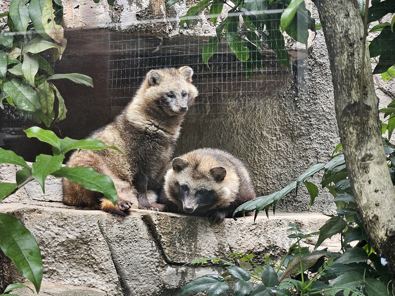 タヌキやニホンアナグマ 興味深い生態を観察 園長は獣医さん - 産経