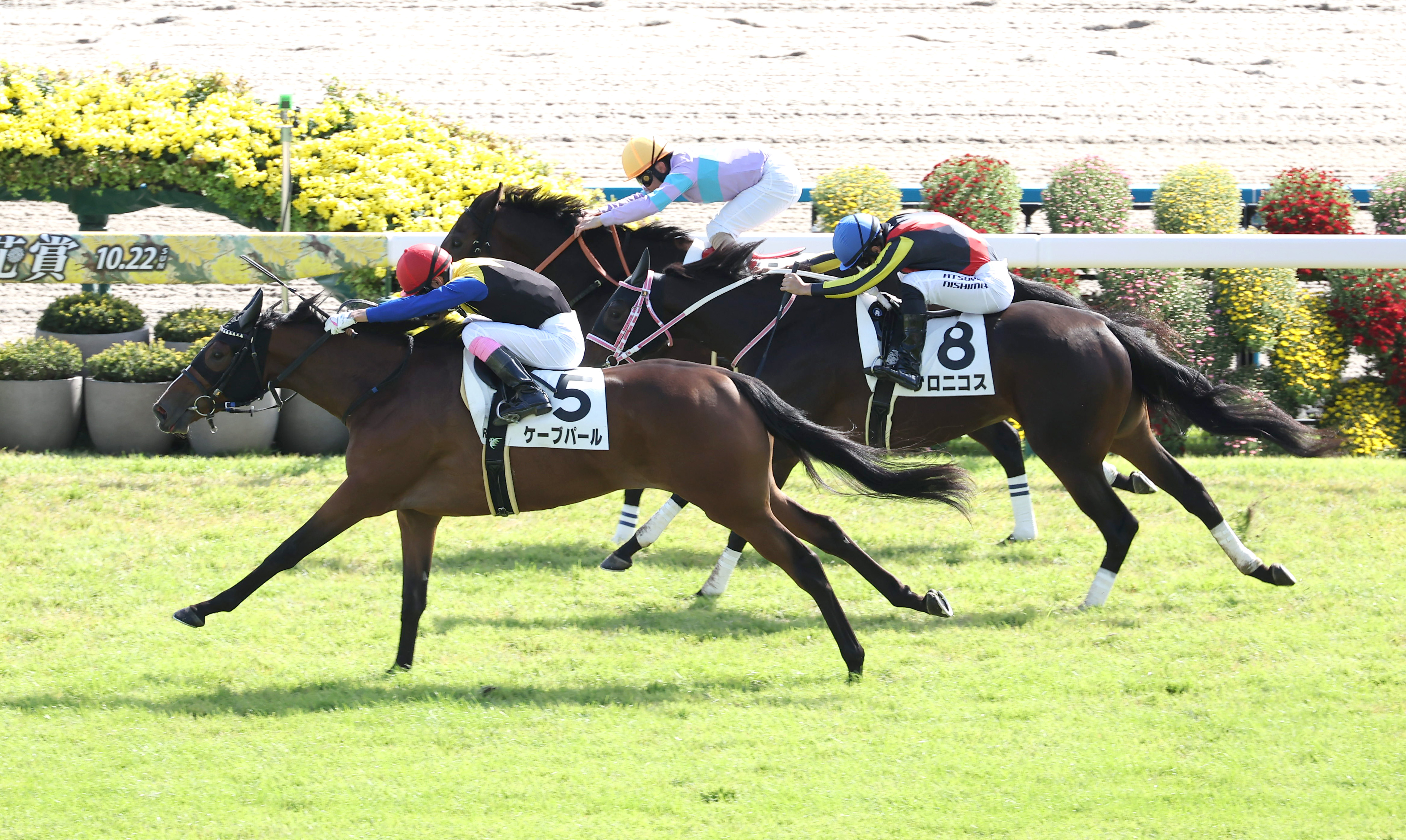 【２歳新馬・京都４Ｒ】ケーブパールが鮮やかに差し切り初陣飾る！