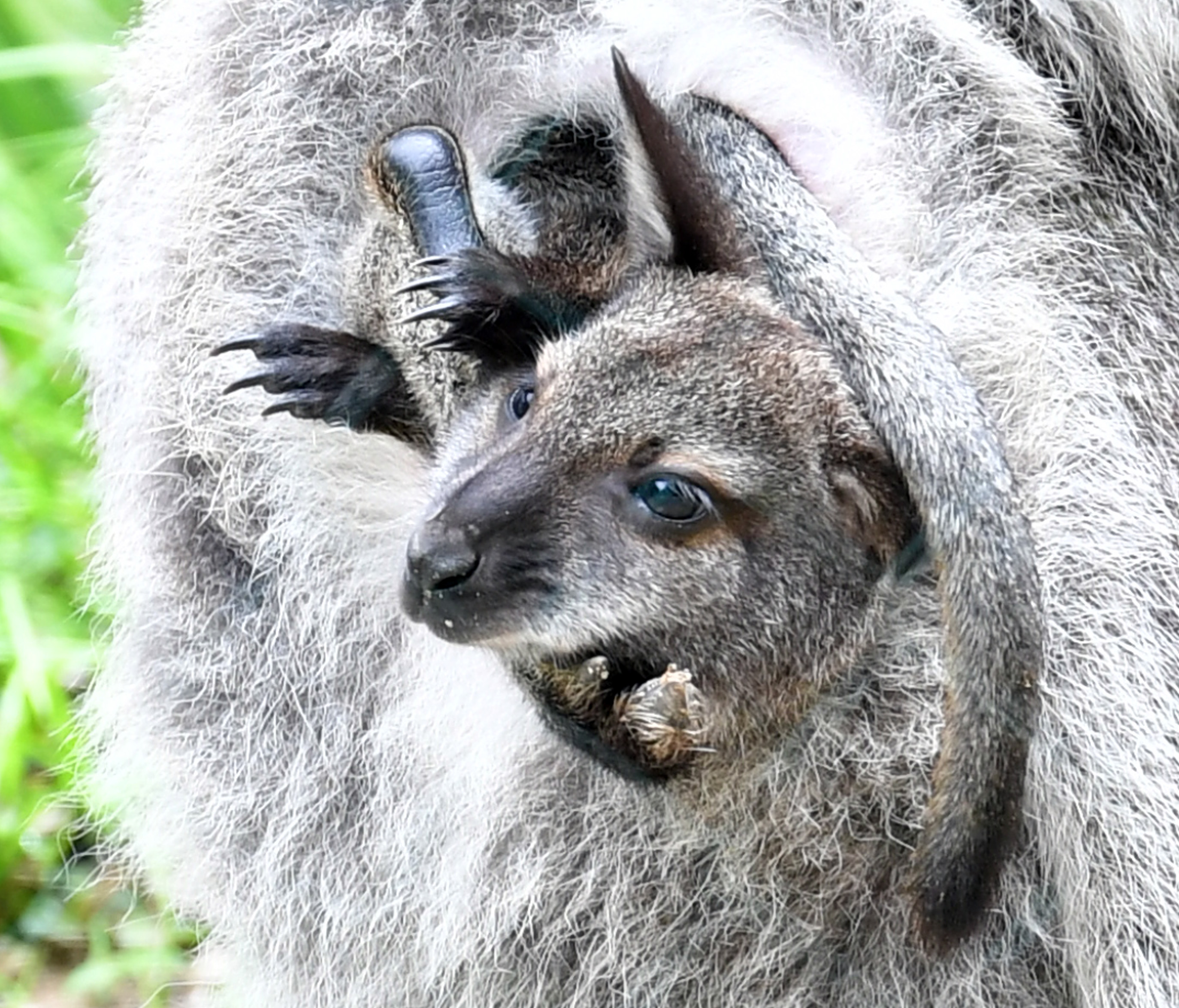 動画】【どうぶつ園のニューフェース】ママの袋間違えちゃう アカクビ