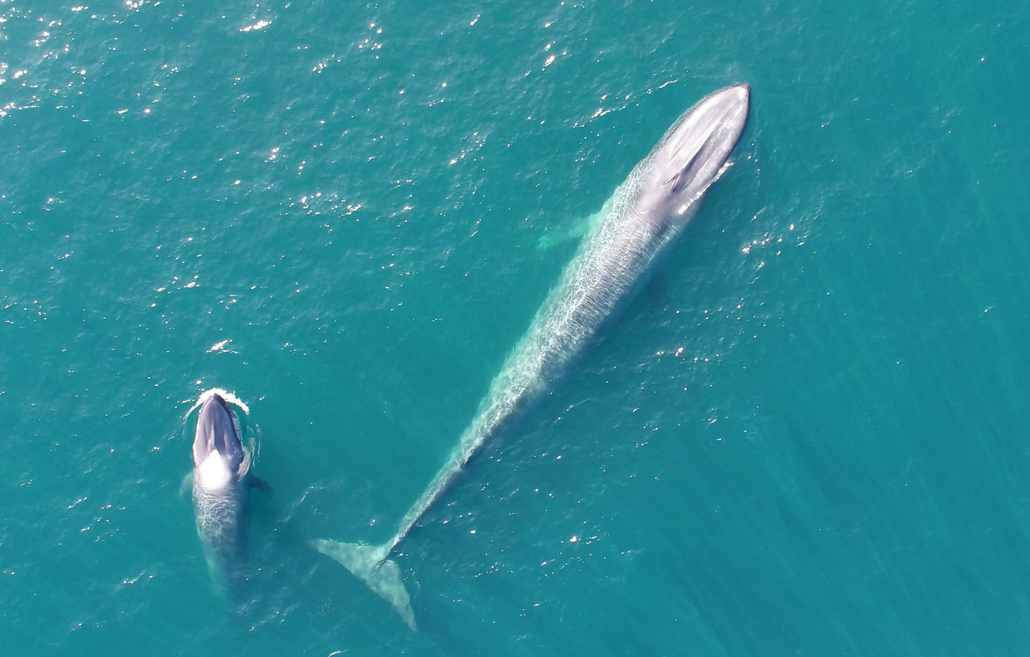 クジラ AIでクジラの行動分析 富士通が八丈島で検証、観光客に接近発信も