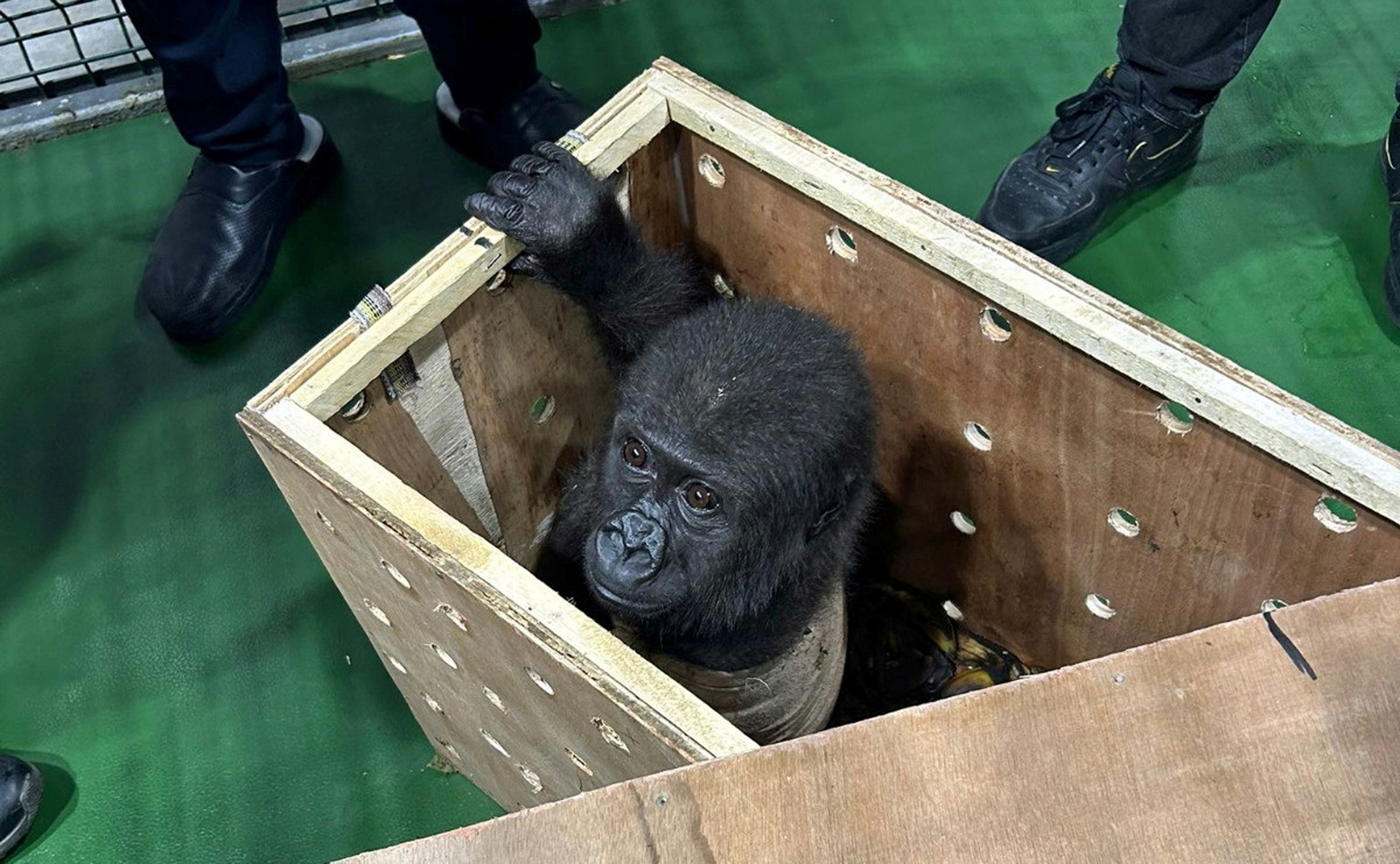 航空機の貨物室から赤ちゃんゴリラ、トルコの空港で保護 密輸先のタイ